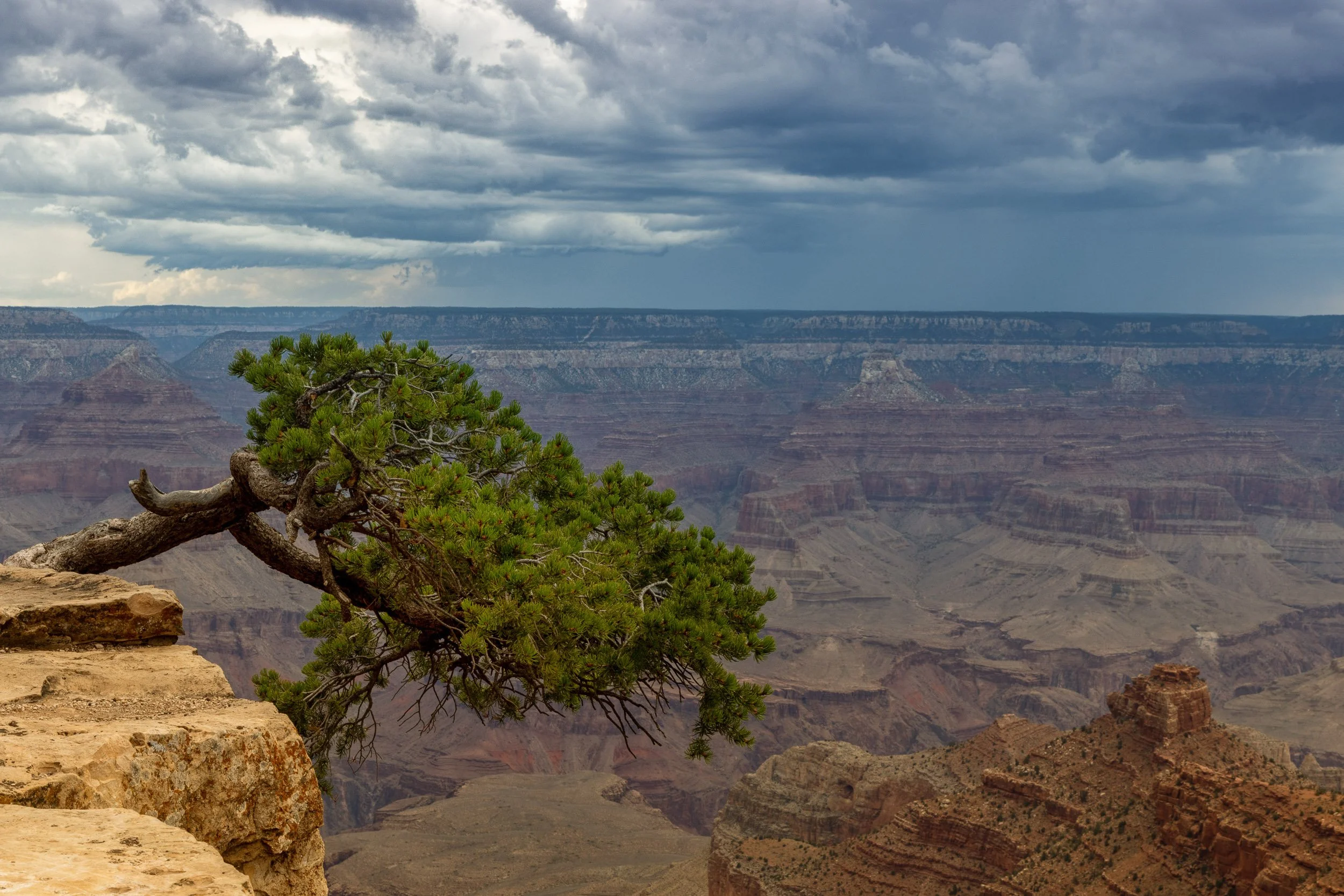 A lone green pine tree growing on the edge of a cliff overlooking the Grand Canyon under dark cloudy sky.