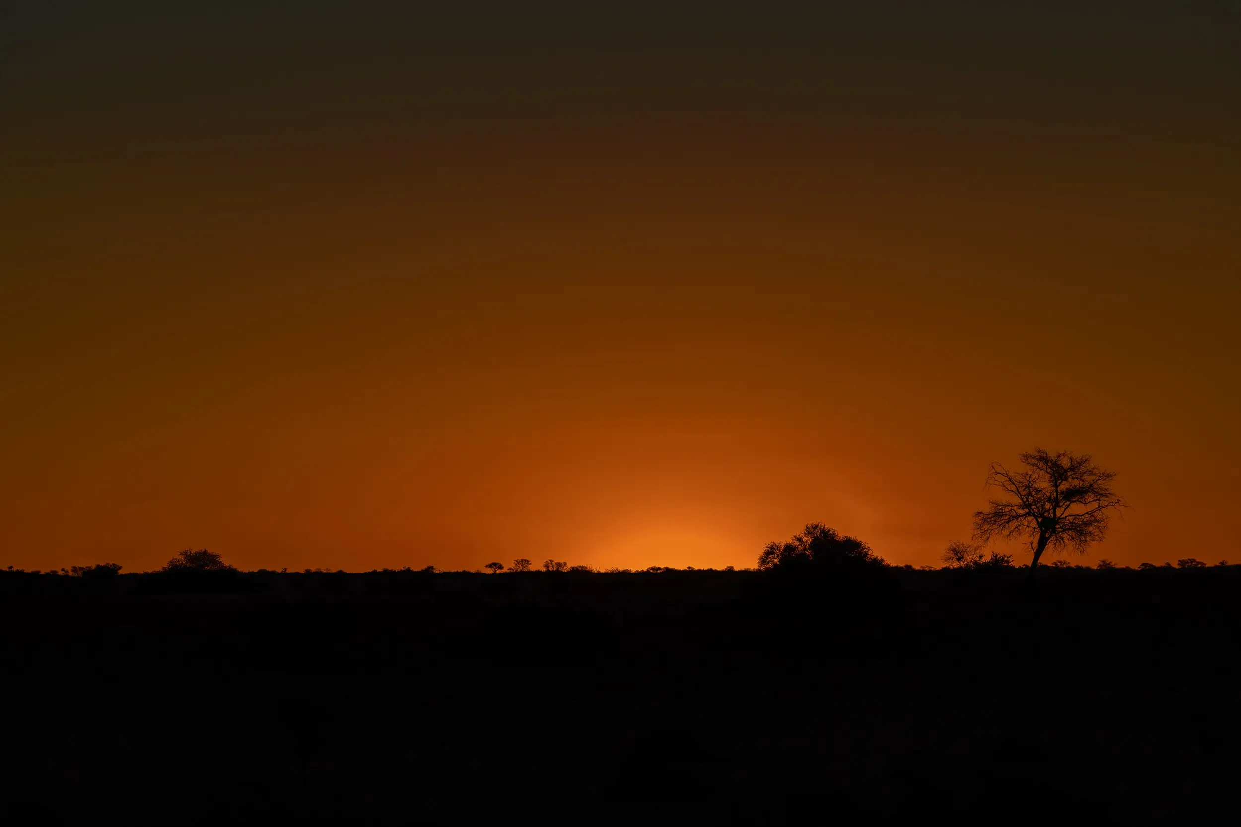Silhouette of trees on the horizon at sunset or sunrise with a gradient sky transitioning from orange to dark black.