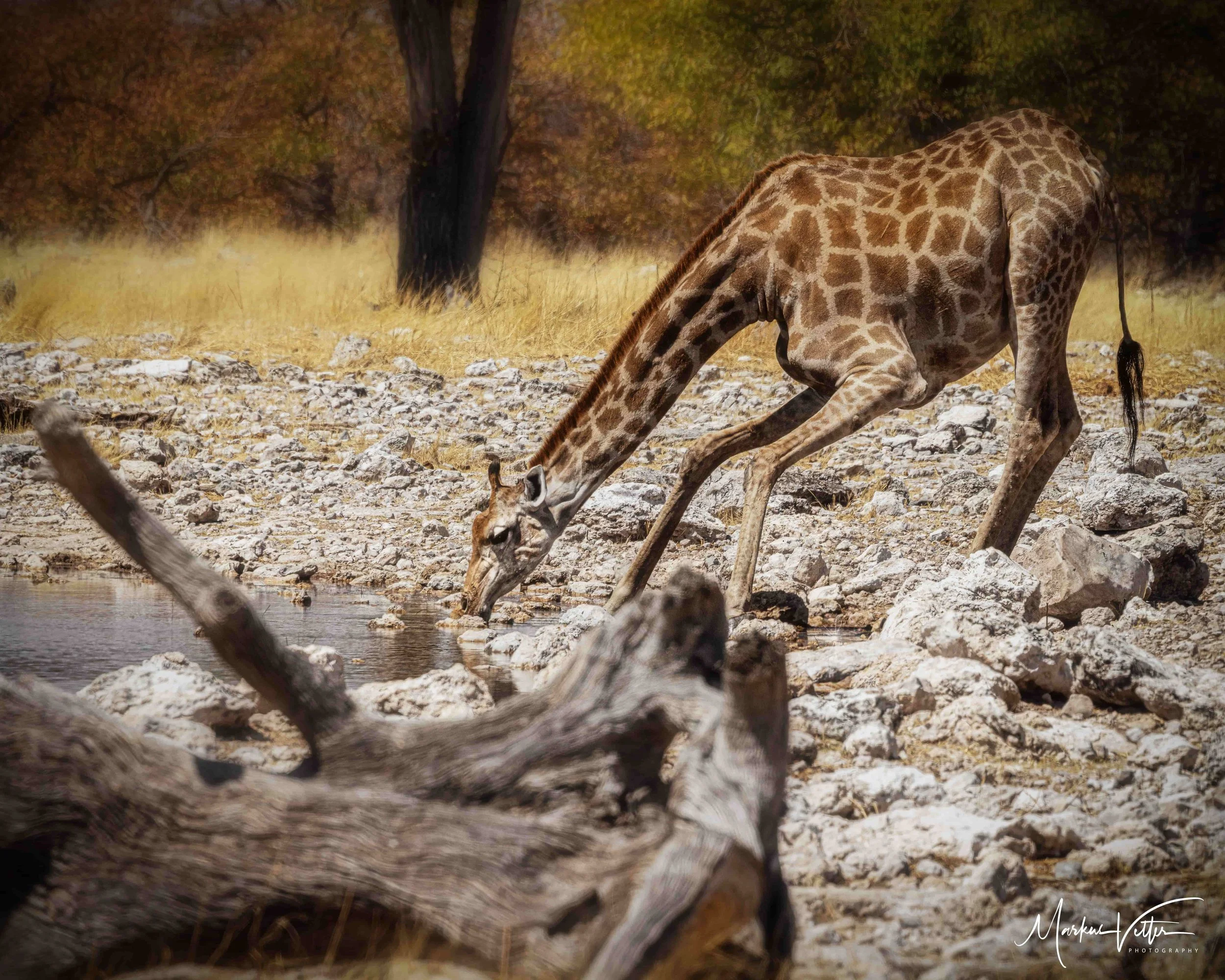 Giraffe trinkt Wasser an einem Fluss im Busch, mit Bäumen und gelbem Gras im Hintergrund.
