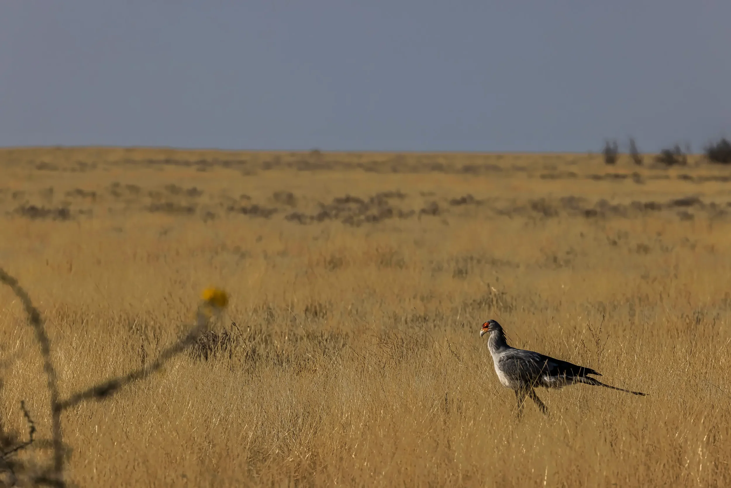 A bird standing in a grassy plain under a cloudy sky.