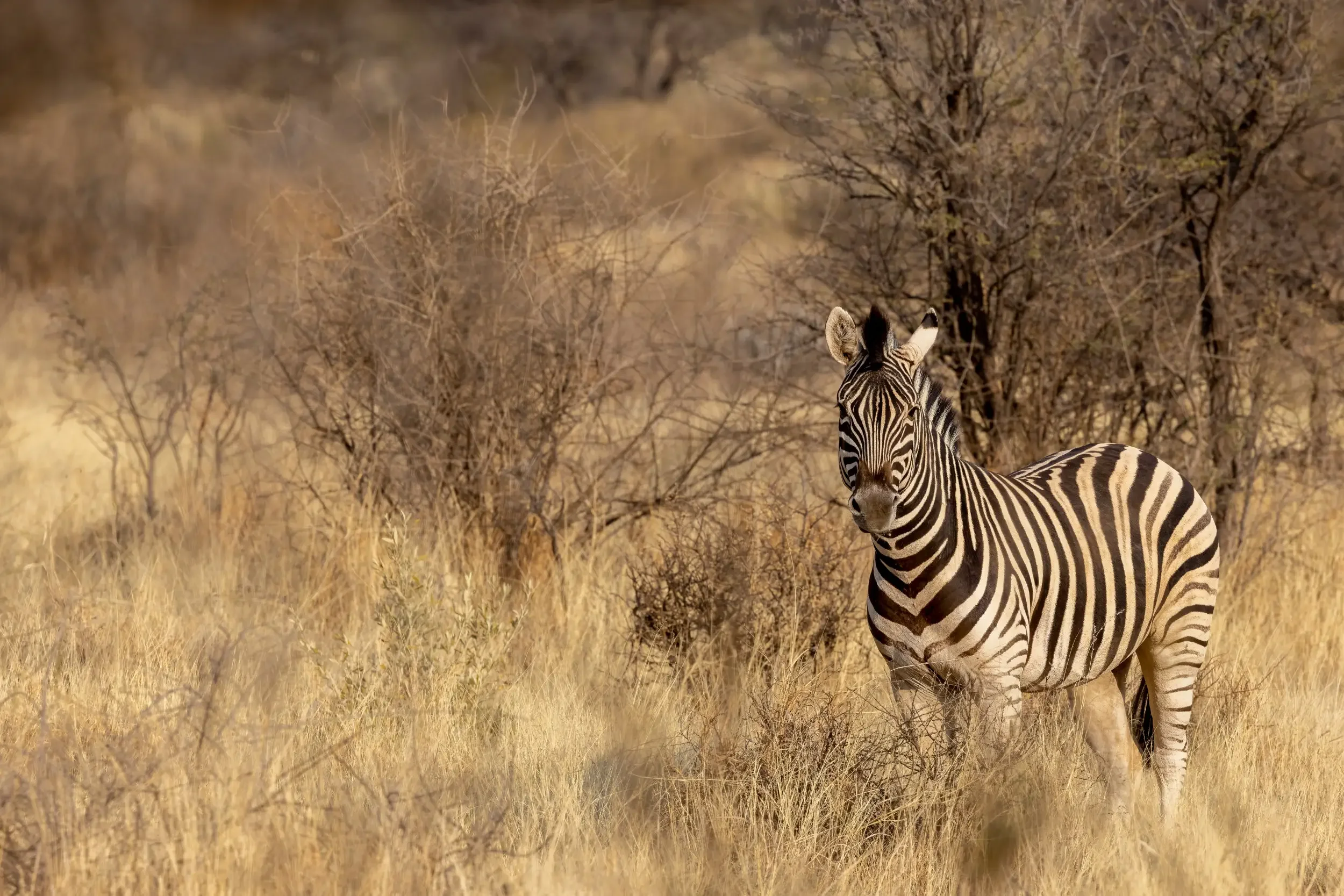 A zebra standing in a dry, grassy landscape with sparse trees in the background.