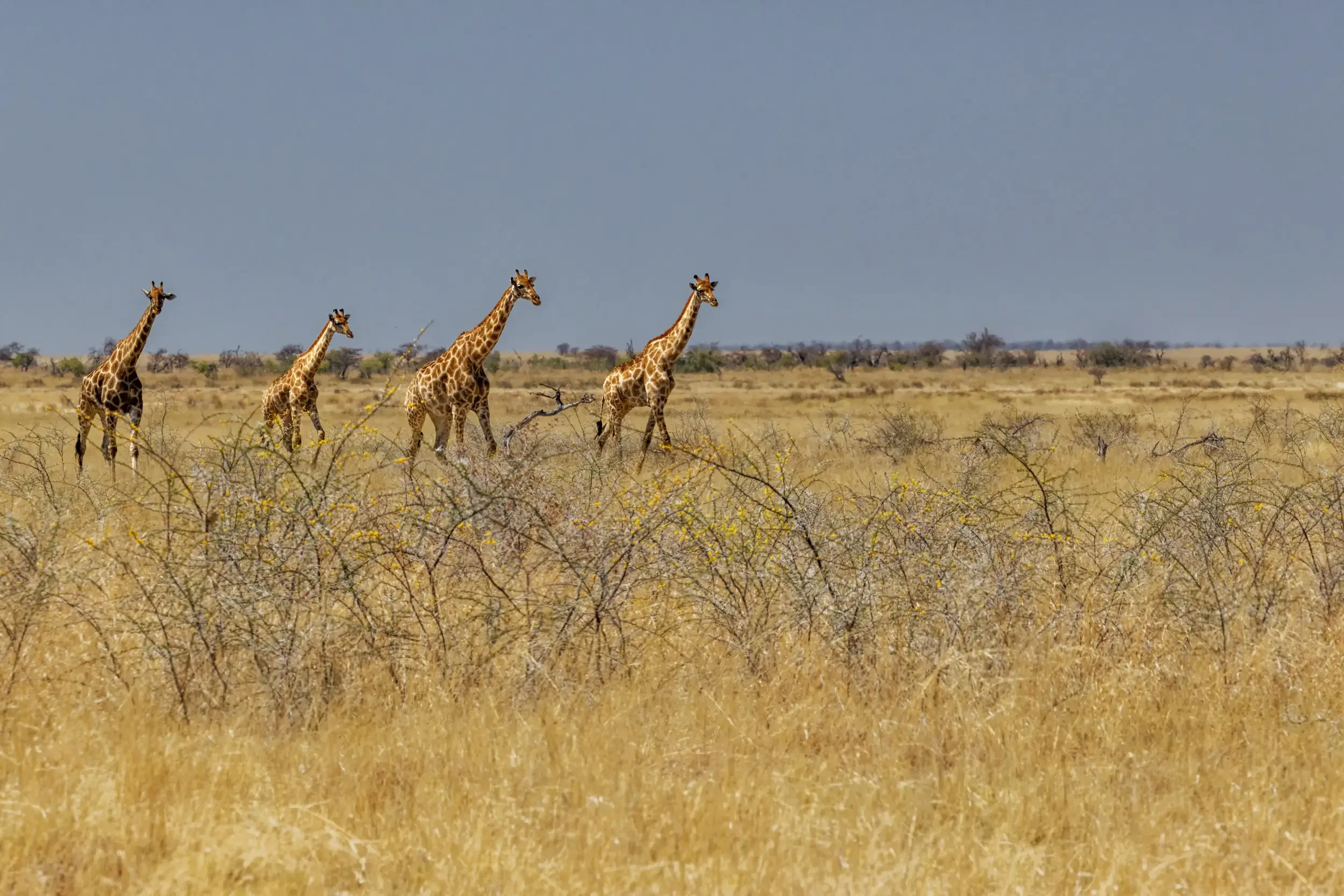 Four giraffes walking across a savannah landscape with dry grass and sparse bushes under a cloudy sky.