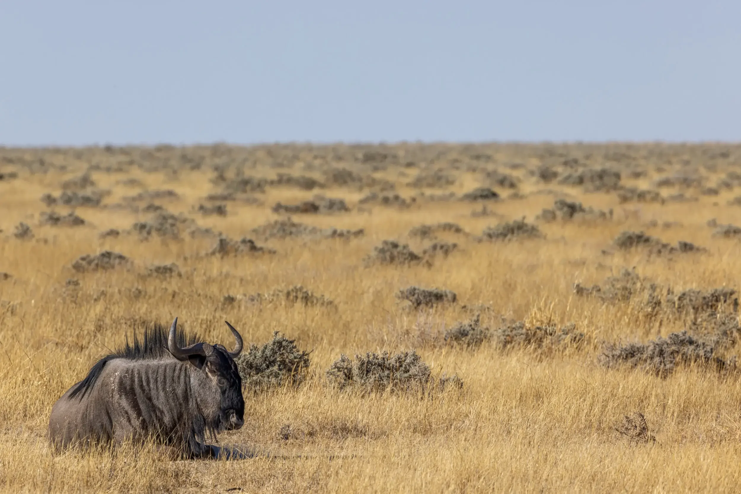 A lone wildebeest resting in a vast, golden grassland with scattered shrubs under a clear blue sky.