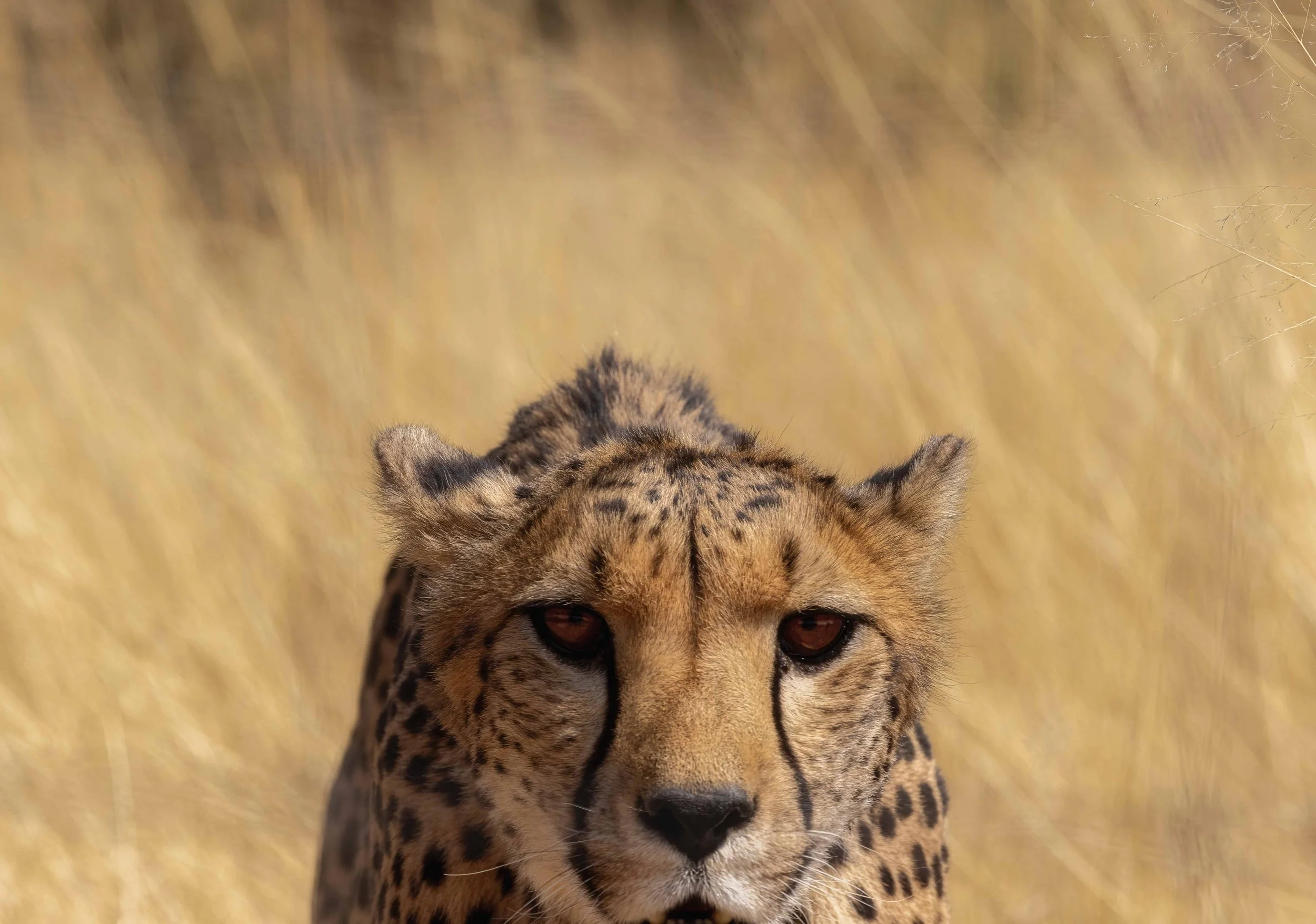 Nahaufnahme eines jungen Geparden in der Savanne, mit gelbem Gras im Hintergrund.
