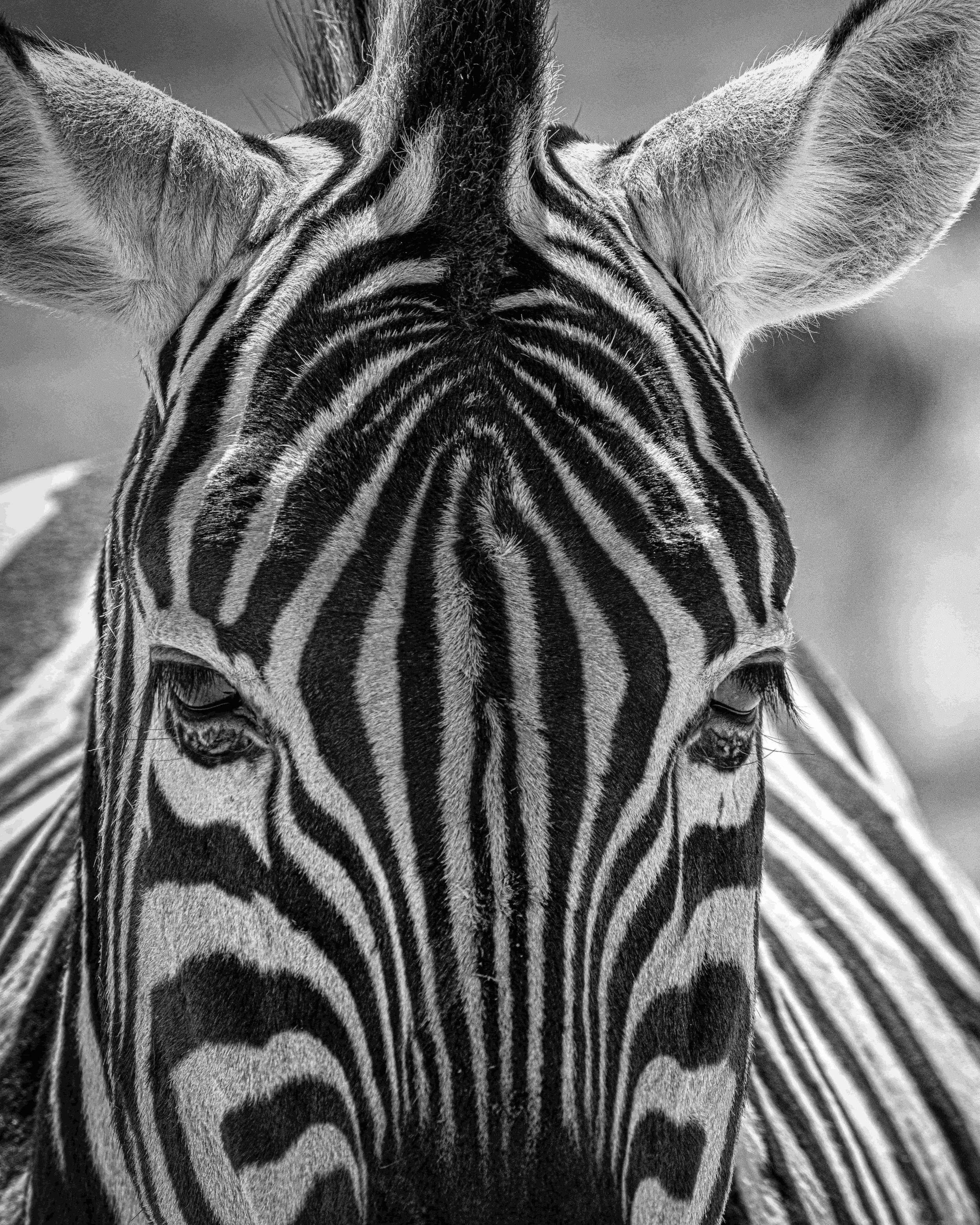 Close-up black and white photograph of a zebra's face, showing distinctive striped pattern, ears, and eyes.