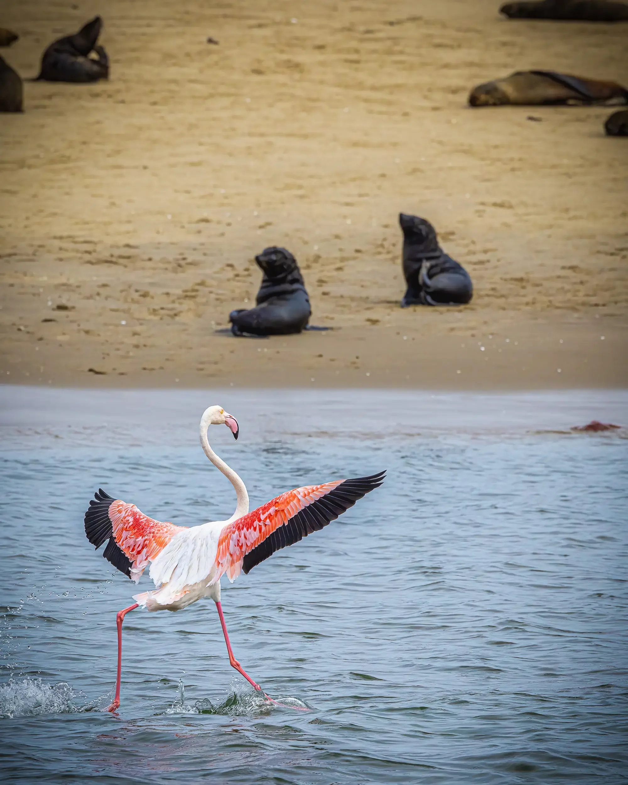 A flamingo walking in water with its wings slightly open, and a beach with seals resting in the background.