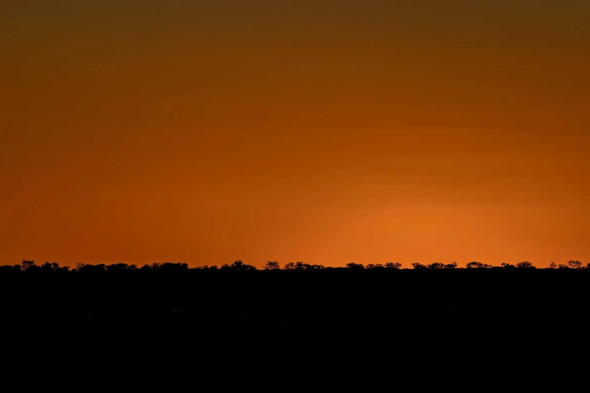 Silhouette of trees at sunset with an orange sky.