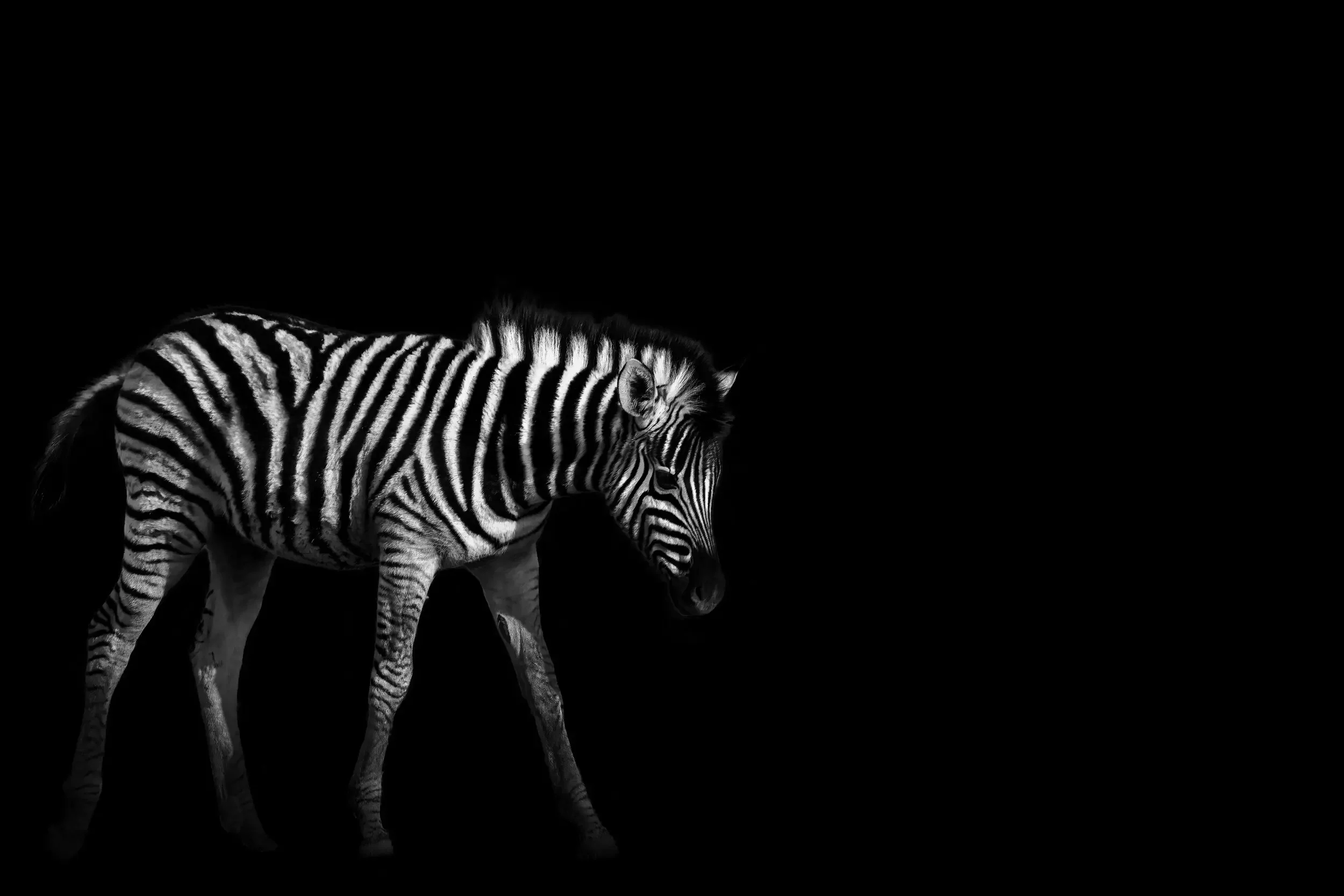 Black and white image of an animal with the body of a zebra and the head of a horse, set against a black background.