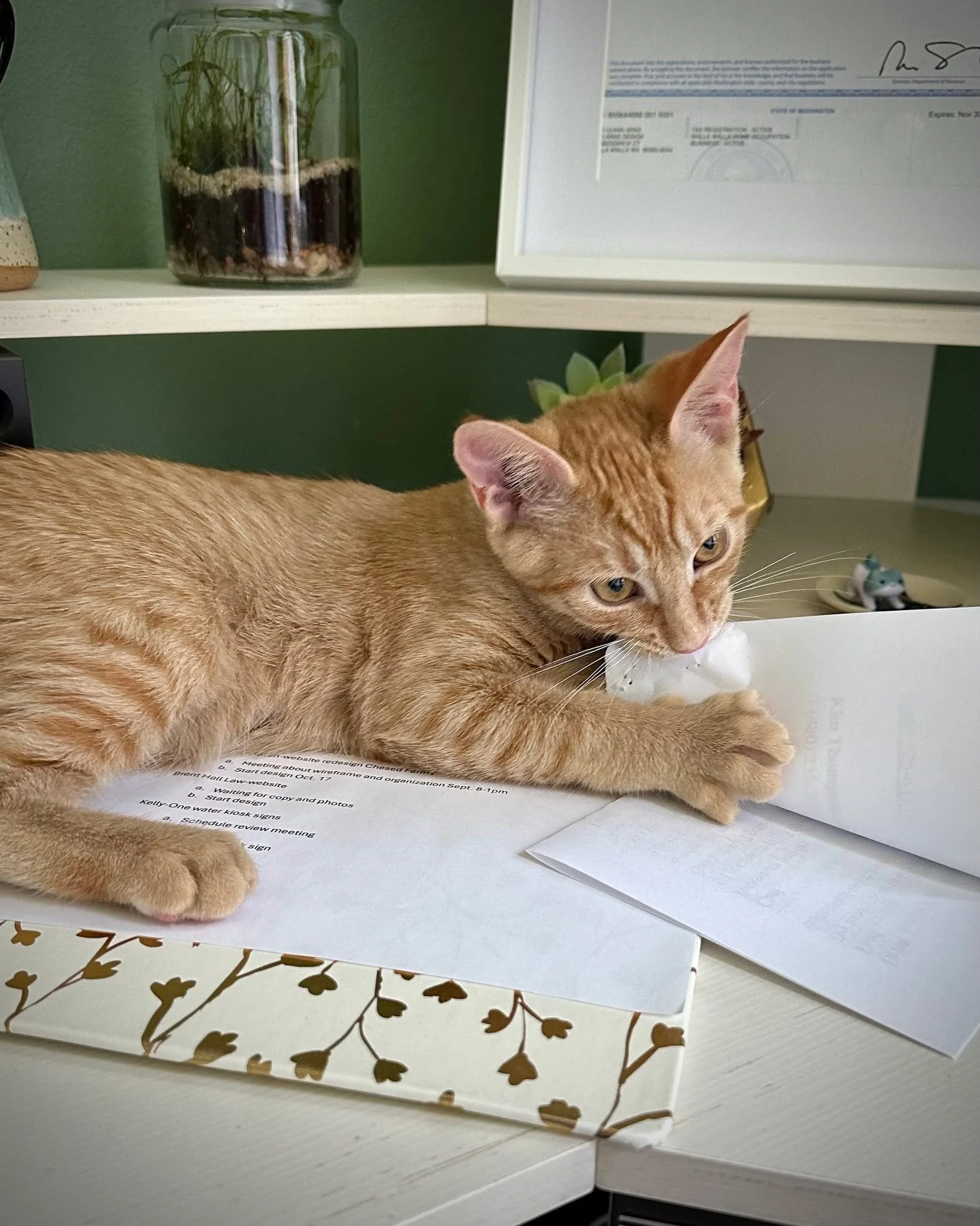 Who needs a paper shredder when my office mate, Orion, is on duty? 🐾 As Chief Paper Disposal Officer, he&rsquo;s busy eating every sheet off my desk. 🗑️😹

#kariarnsdesign #wallawalladesign #wallawallavalley #WebDesign #BusinessGrowth #DigitalMarke