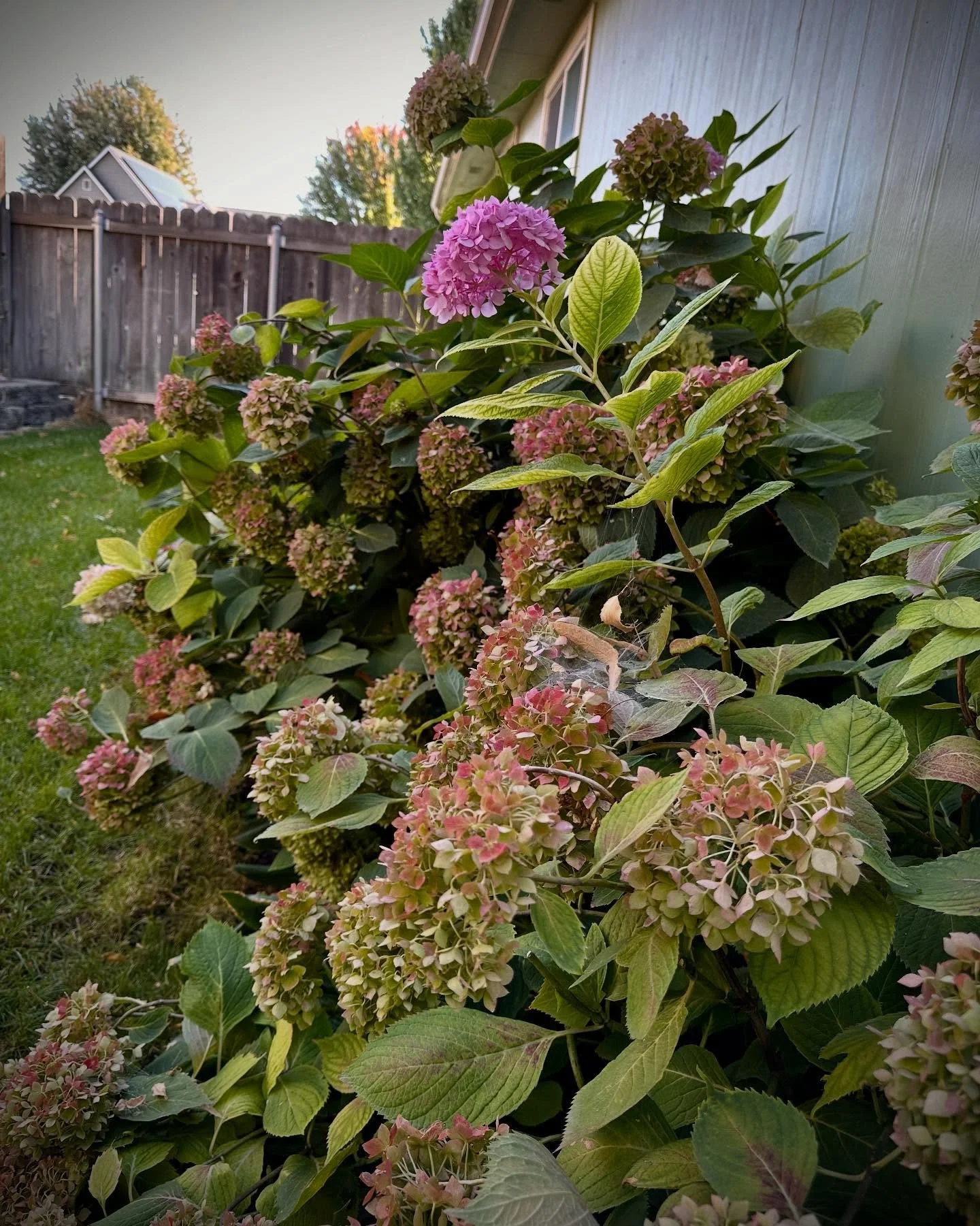 The last of the backyard blooms this year.
#wallawallavalley #backyardblooms