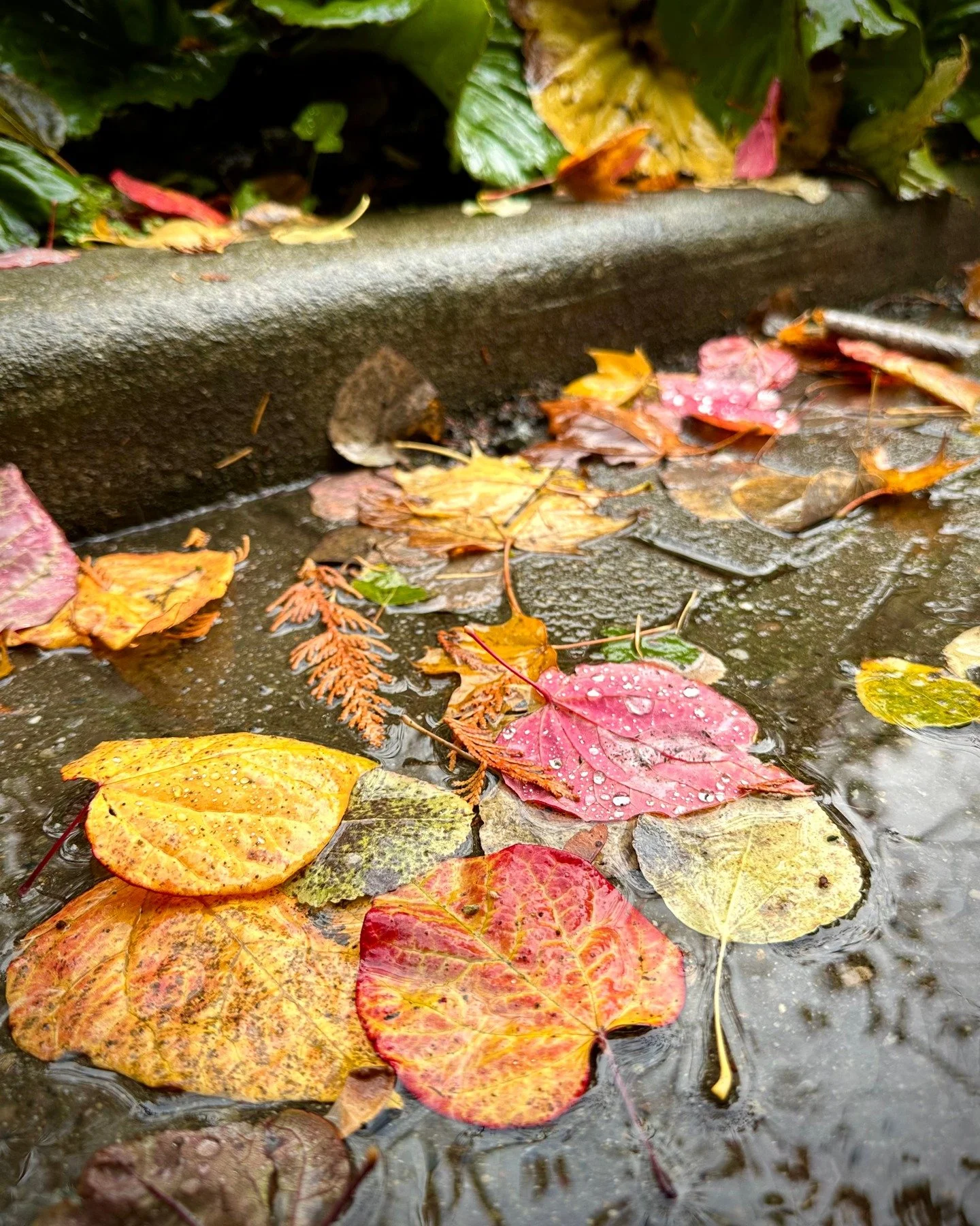 Sometimes inspiration shows up in unexpected places &mdash; like the rain-drenched autumn leaves gathered in the gutter. Their deep, muted tones of amber, rust, and ochre blend together like an abstract painting, each one softened by the season&rsquo