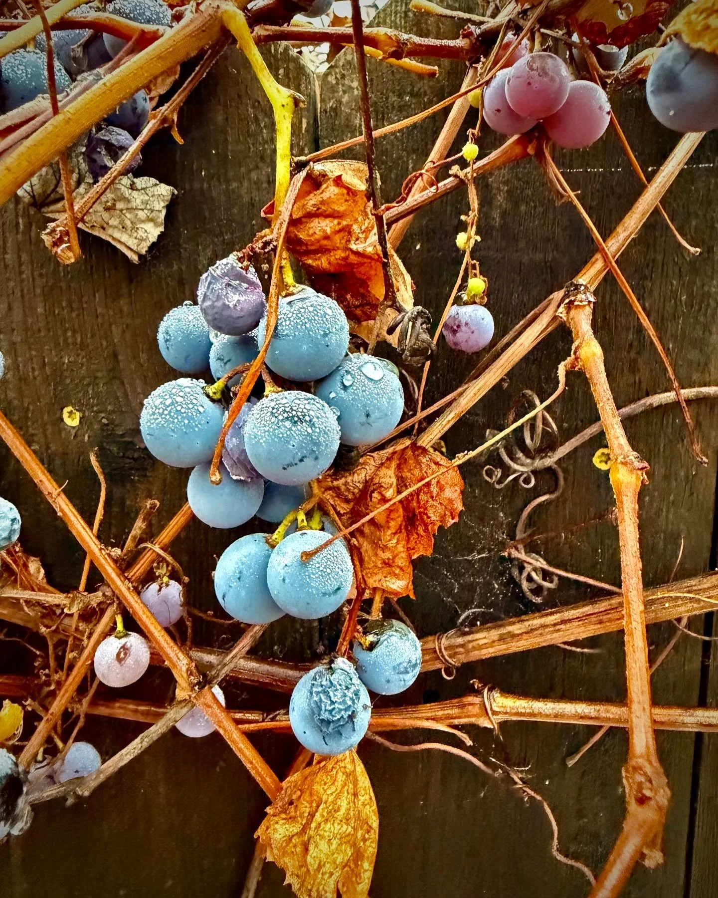 A misty Thanksgiving morning walk.
Fading colors, falling leaves, withering grapevines&mdash;late autumn showing its quiet beauty.

Grateful for the reminder that change can be soft, natural, and necessary. 🍁

#wallawalladesigner #kariarnsdesign #wa