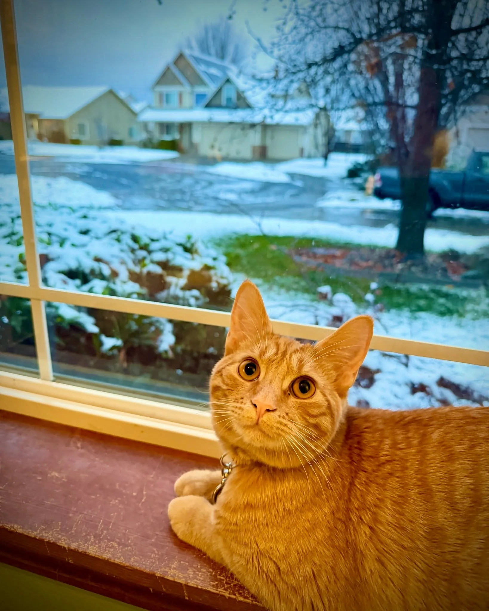 Winter decided to make an appearance in Walla Walla last night&mdash;our first snow of the season. ❄️
It was Orion&rsquo;s very first snowfall, and our Manx kitten wasn&rsquo;t quite sure what to think&hellip; but he is definitely happy to be warm an