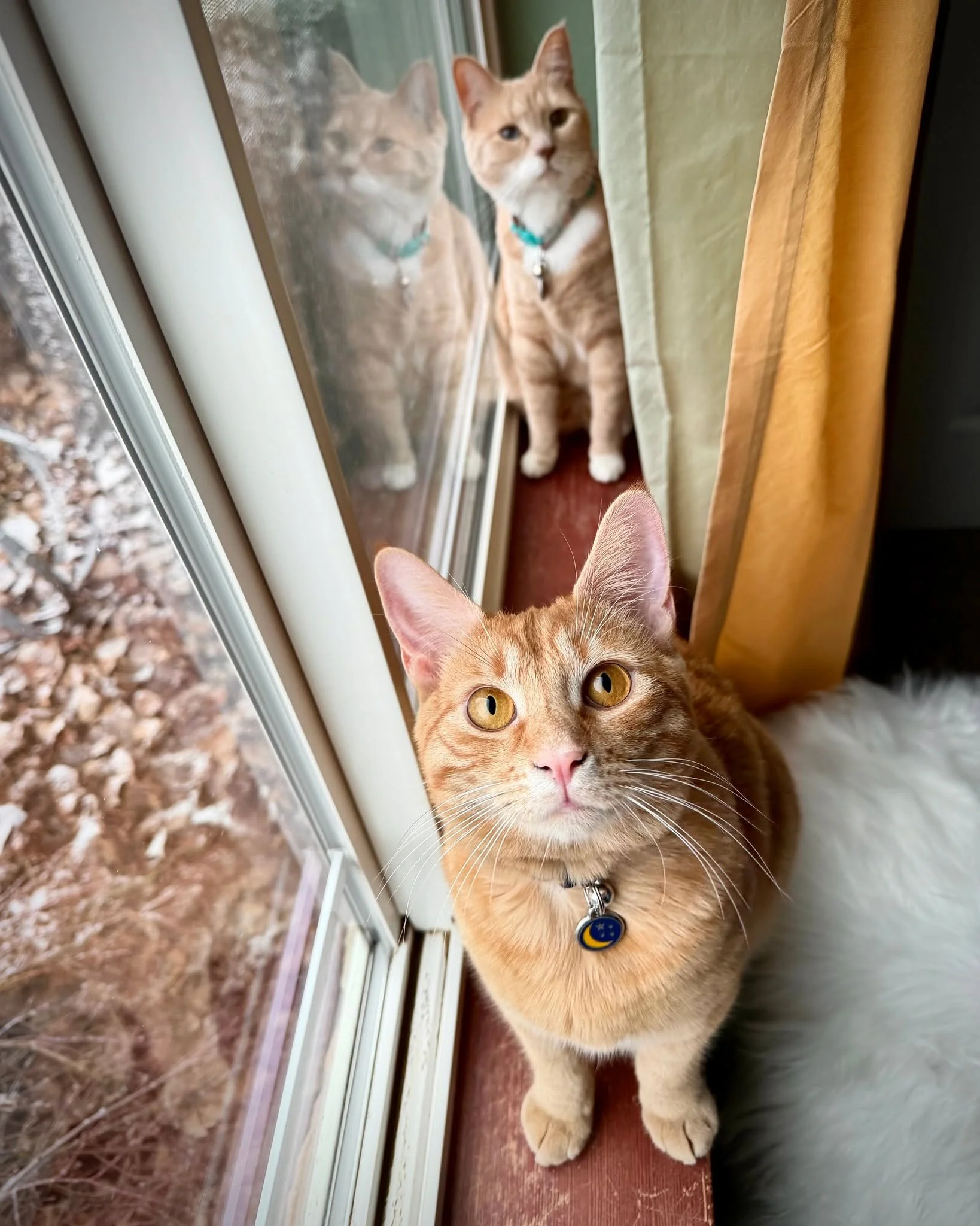 Winter mornings in my office have a rhythm I&rsquo;ve come to love.

Chai and Ori, my two orange companions, usually claim the window first&mdash;settling into the light while I start the day.

Those quiet moments before emails and meetings begin are