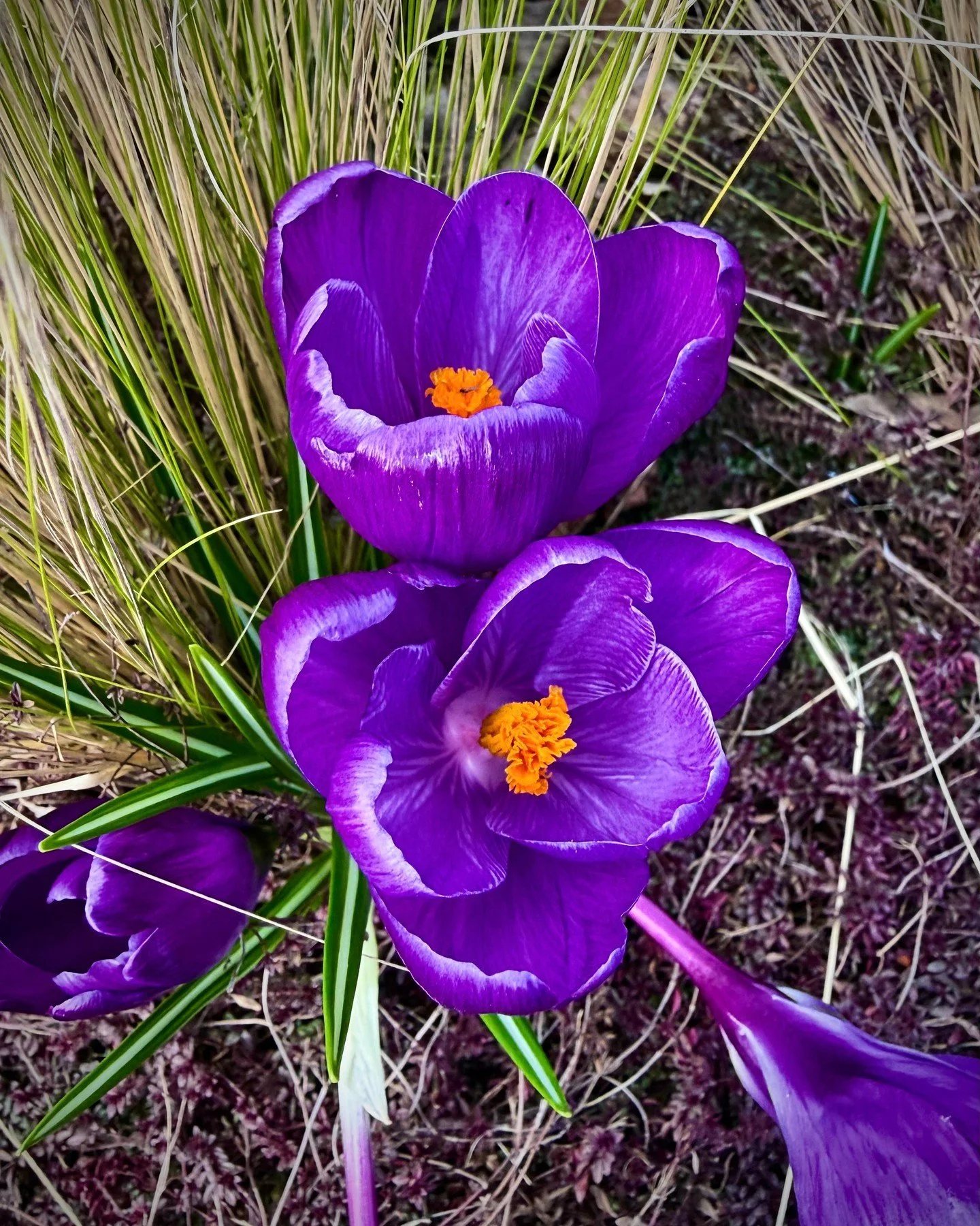 🌱 The First Signs of Spring 🌸

Every year I look forward to the moment the first crocus push their way through the cold soil. After months of gray skies and winter quiet, those small purple and gold blooms feel like a promise&mdash;renewal, fresh i