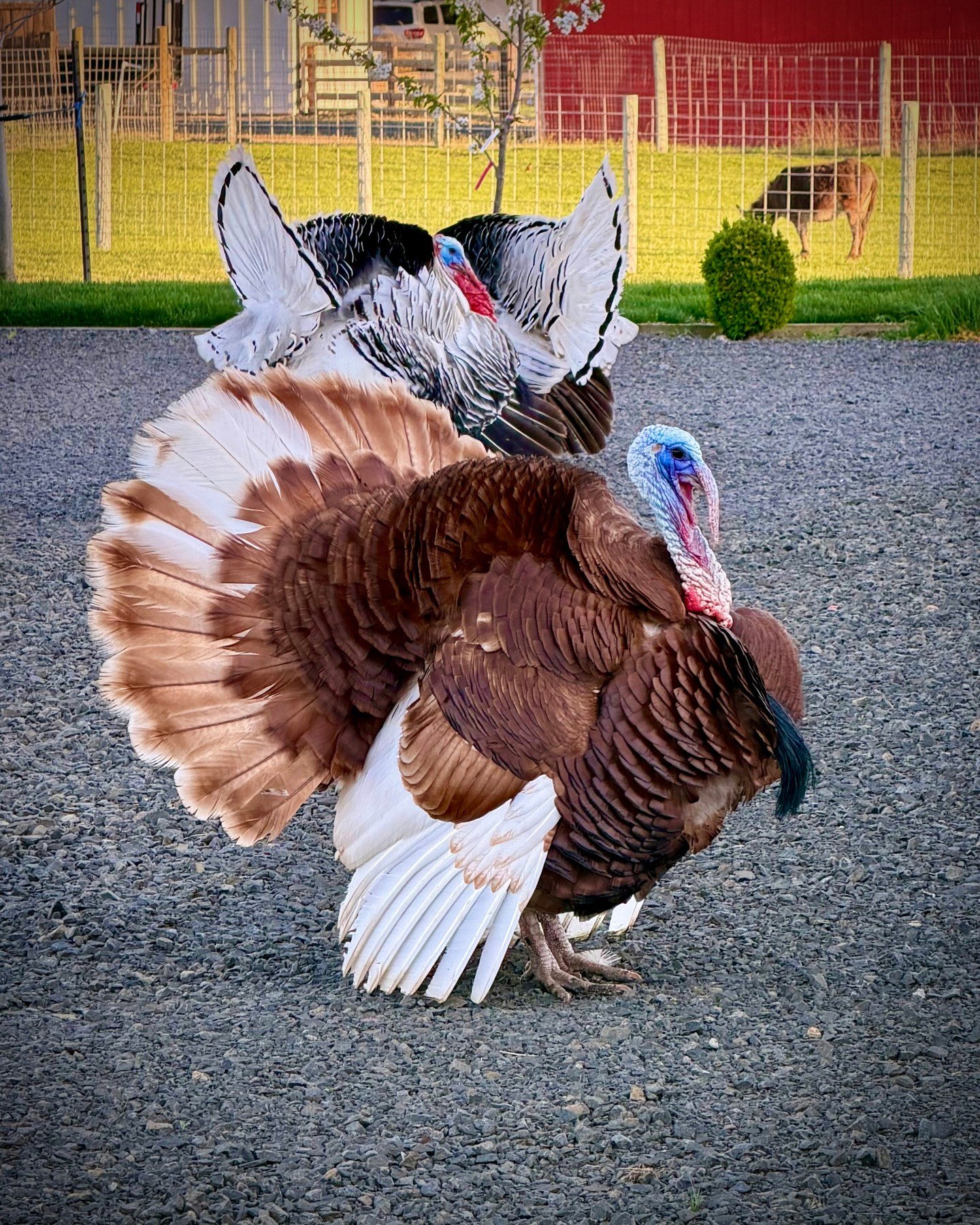 You never know what you&rsquo;ll see on an evening walk in Walla Walla&mdash;tonight it was turkeys. Unexpected, a little chaotic, and honestly&hellip; kind of delightful.

Watching them wander got me thinking&mdash;running a business can feel a bit 