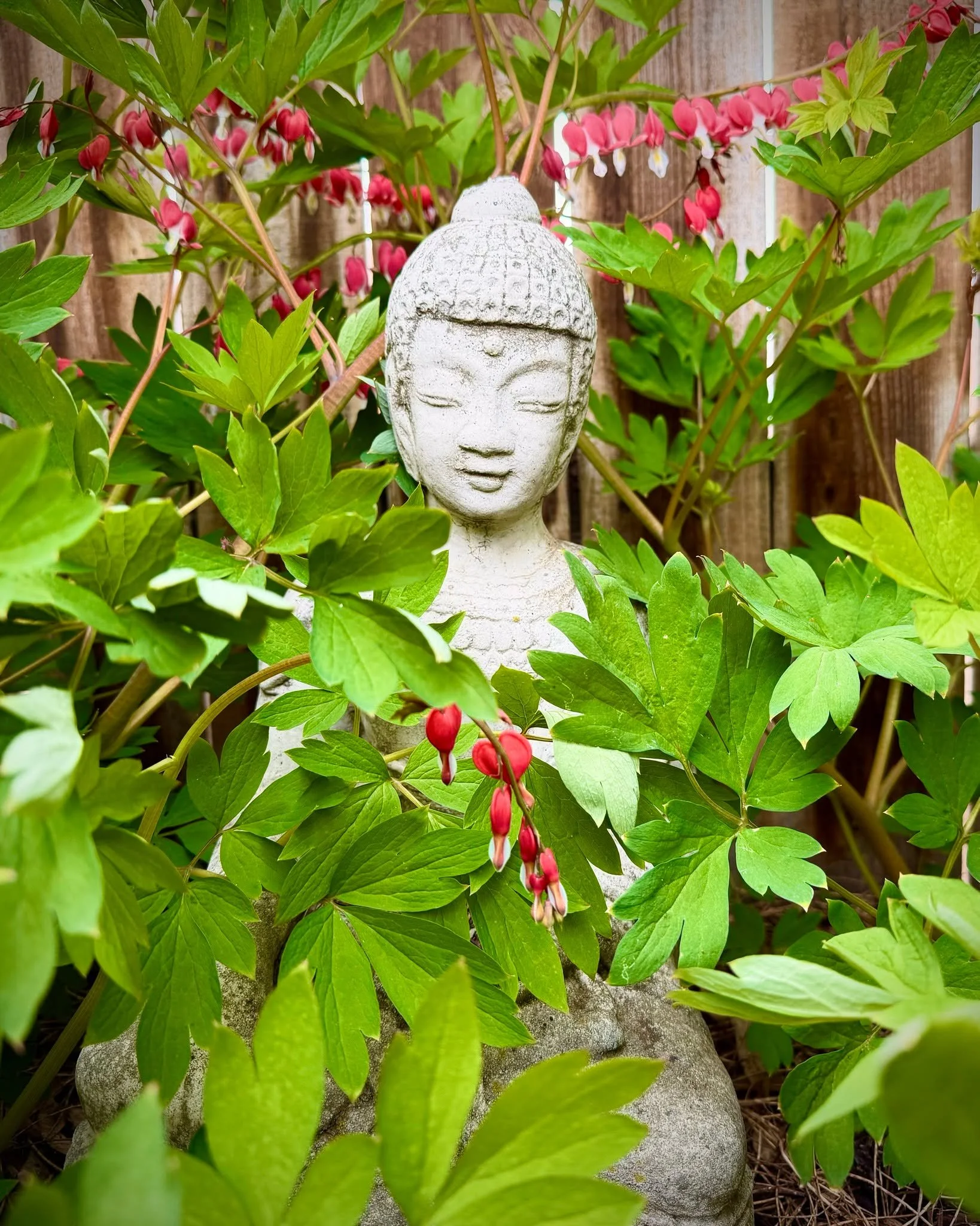 Happy Earth Day!

Spring has finally sprung in the backyard 🌿 The clematis are climbing, the bleeding hearts are blooming, and even my Buddha statue seems to be soaking up these sunny, warm days ☀️

It&rsquo;s this time of year that reminds me how i