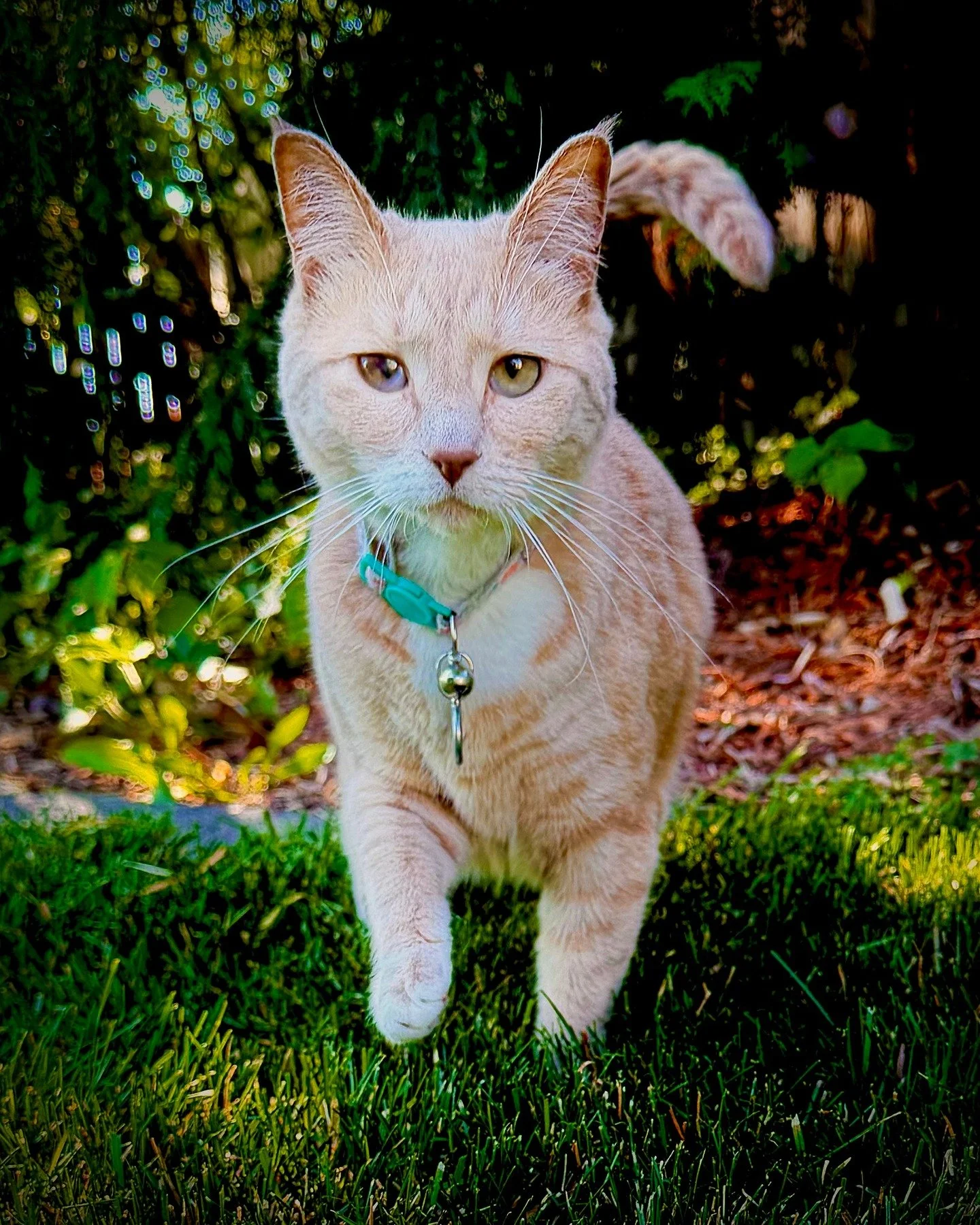 Happy Caturday! Chai says hi!

#orangecatsofinstgram #spicychai #chaithecat