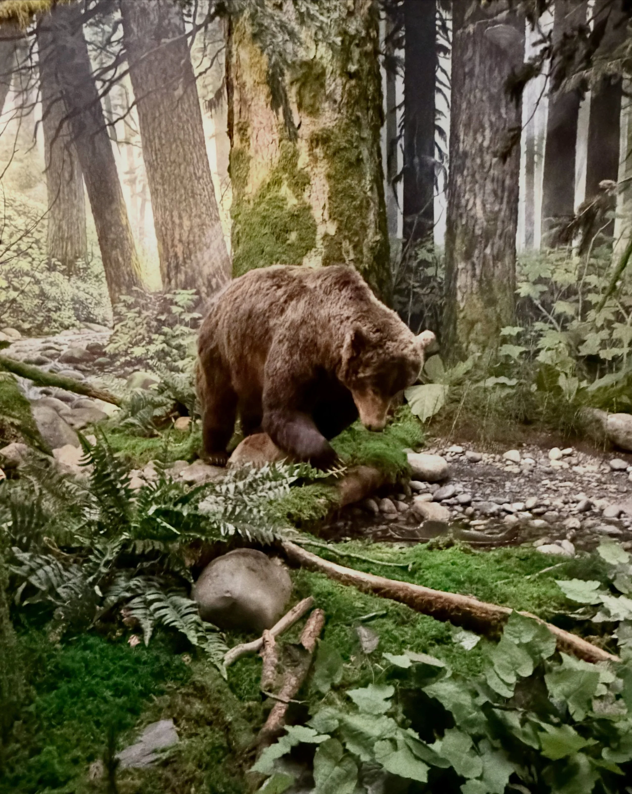 The natural history exhibit at the Royal Museum.