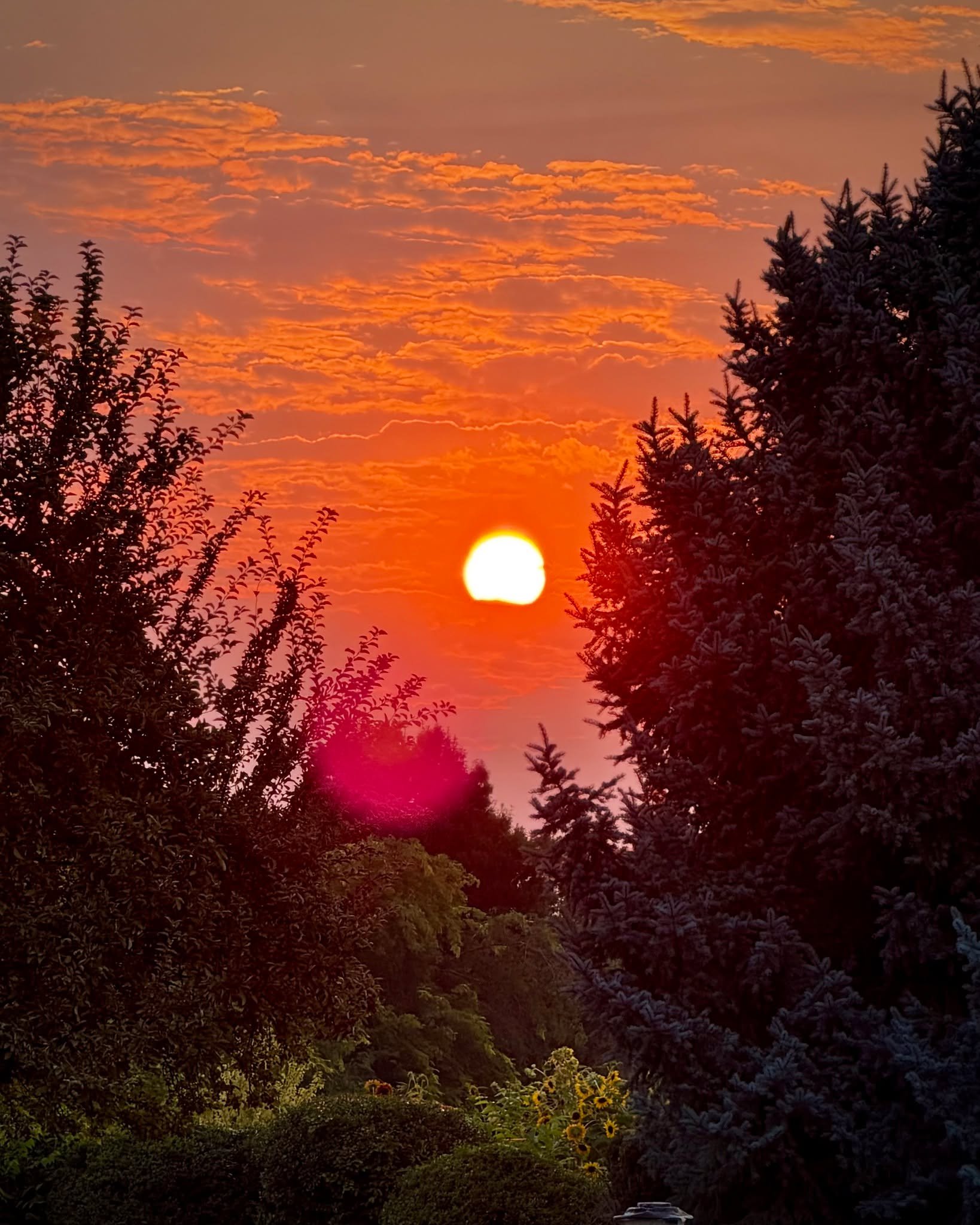 There was something extra special about this morning&rsquo;s walk. 🌅

After what feels like a month of fire, smoke-filled skies, and hazy mornings, we finally had our first morning thunderstorm in months. The air felt fresh, the sky was putting on a