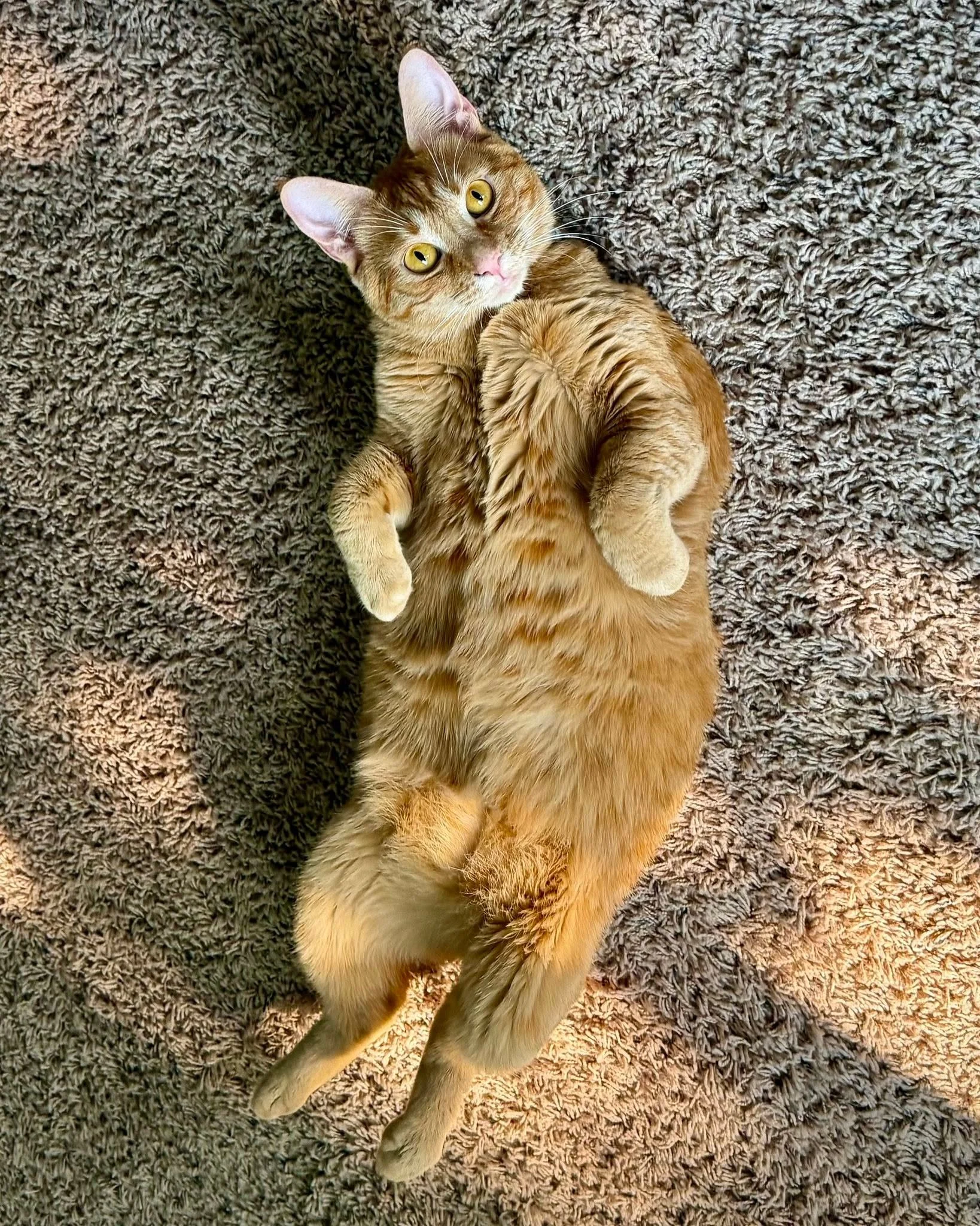 Every office has that one coworker who doesn&rsquo;t technically do any work but somehow manages to keep everyone entertained. At Kari Arns Design, that coworker is Ori.

Ori has mastered the art of the dramatic entrance. He&rsquo;ll stroll into the 
