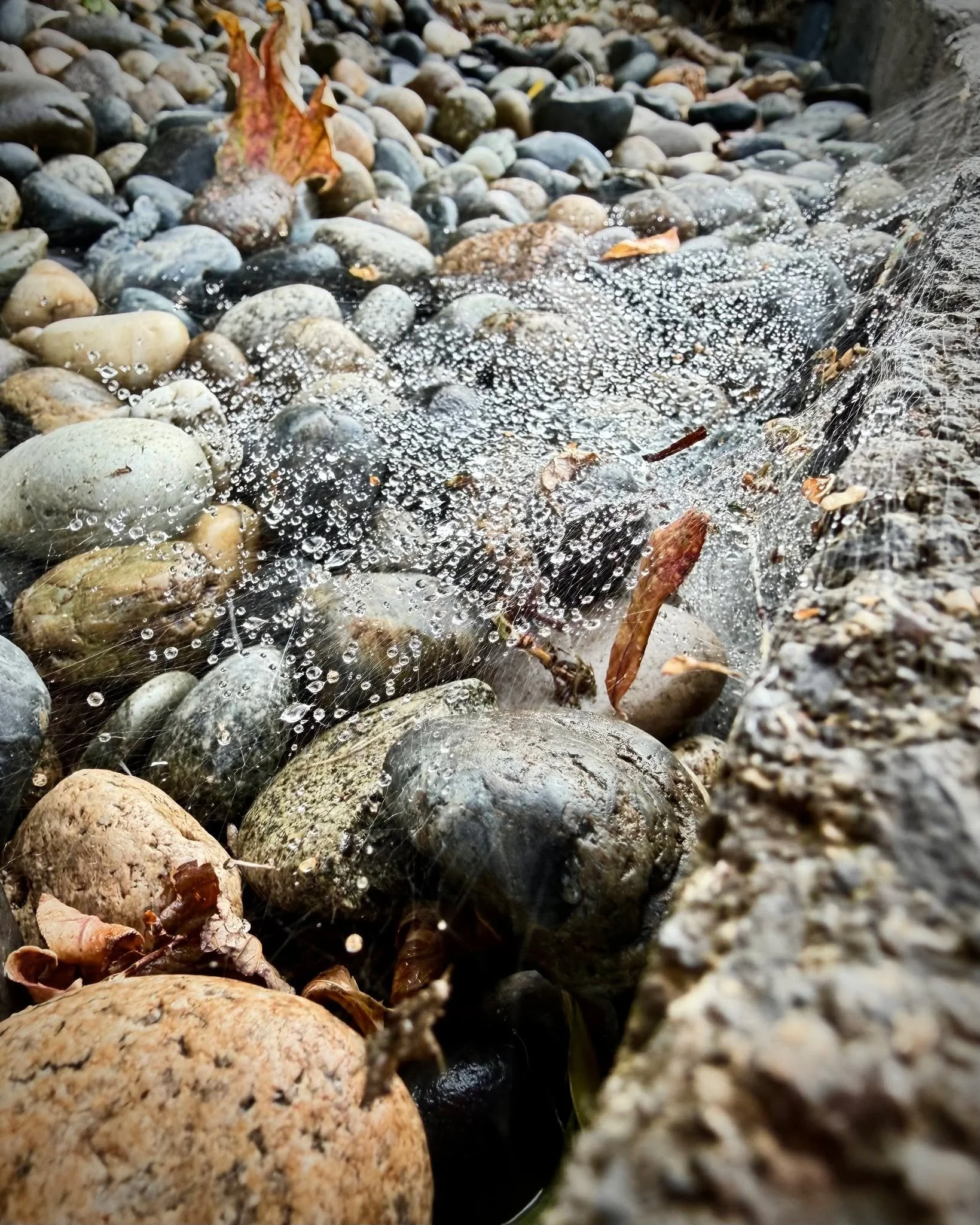 ✨ Finding Beauty in the Little Details ✨

Sometimes, the most beautiful designs are inspired by the world around us. 💧🕸️

Water droplets resting on a delicate spider web remind us that beauty is often found in the smallest details. The patterns, te