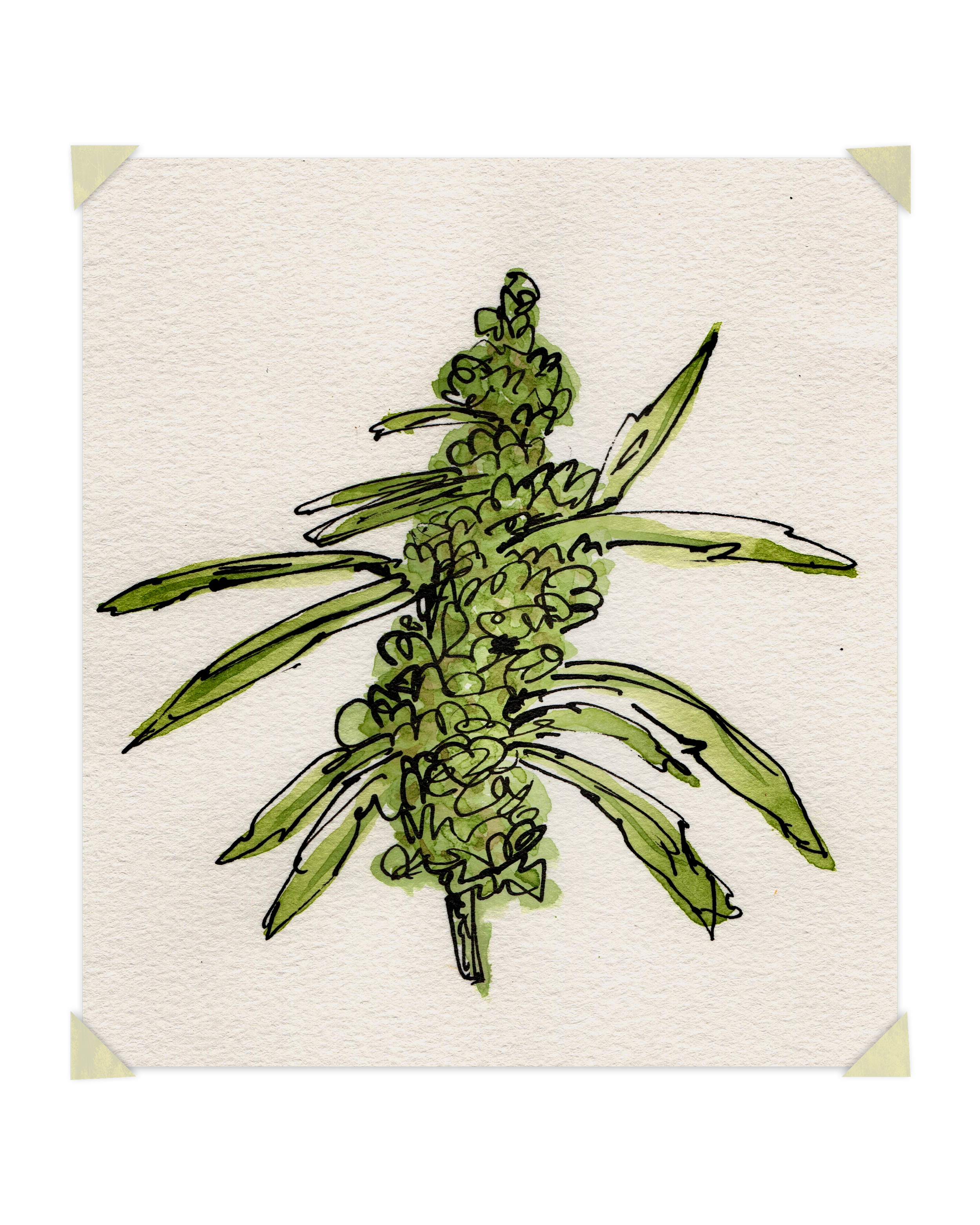 Bud-Flower-Card.png