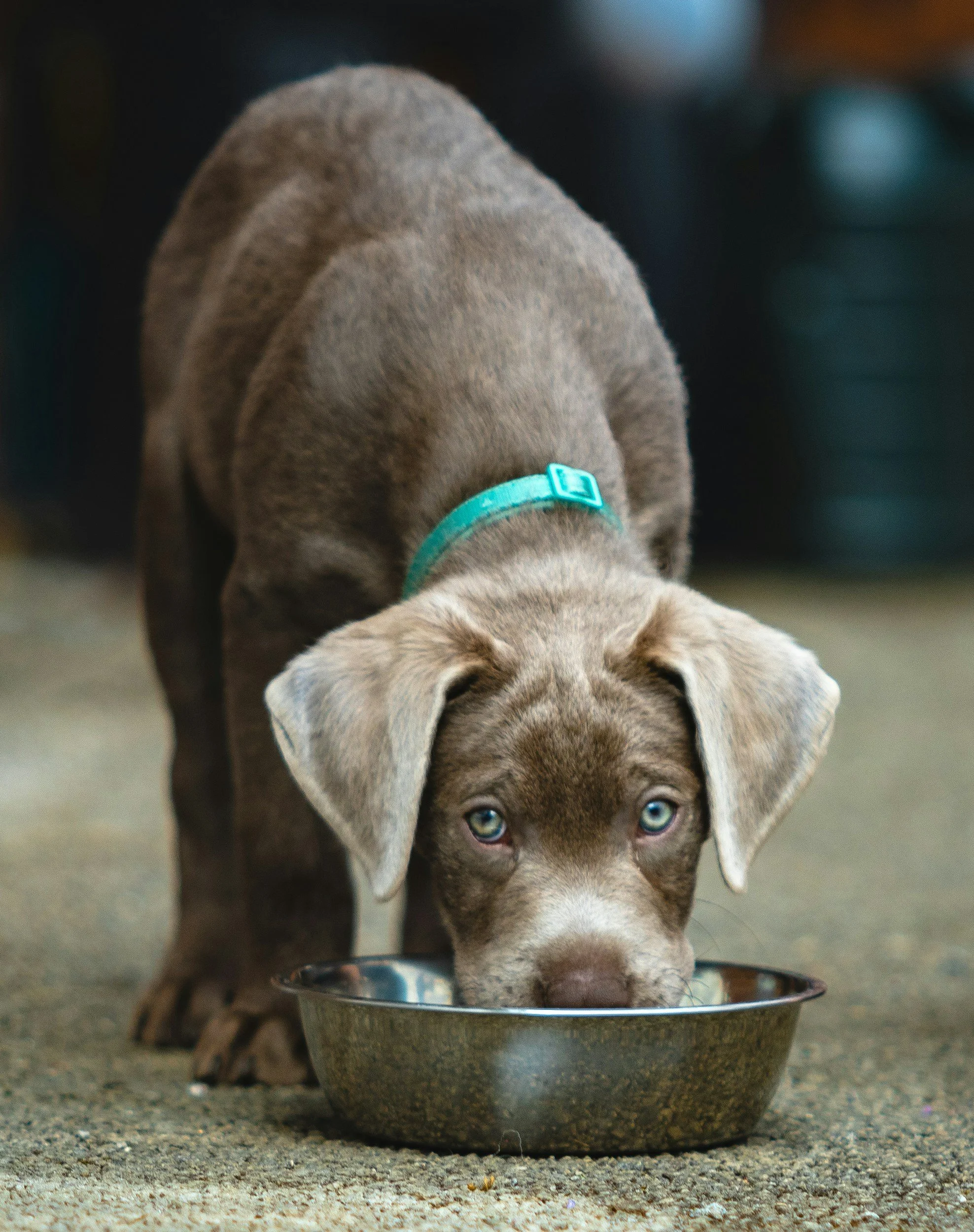 Never approach your dog whilst they are eating