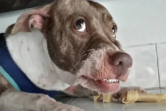 Aggressive dog with problem behaviours.