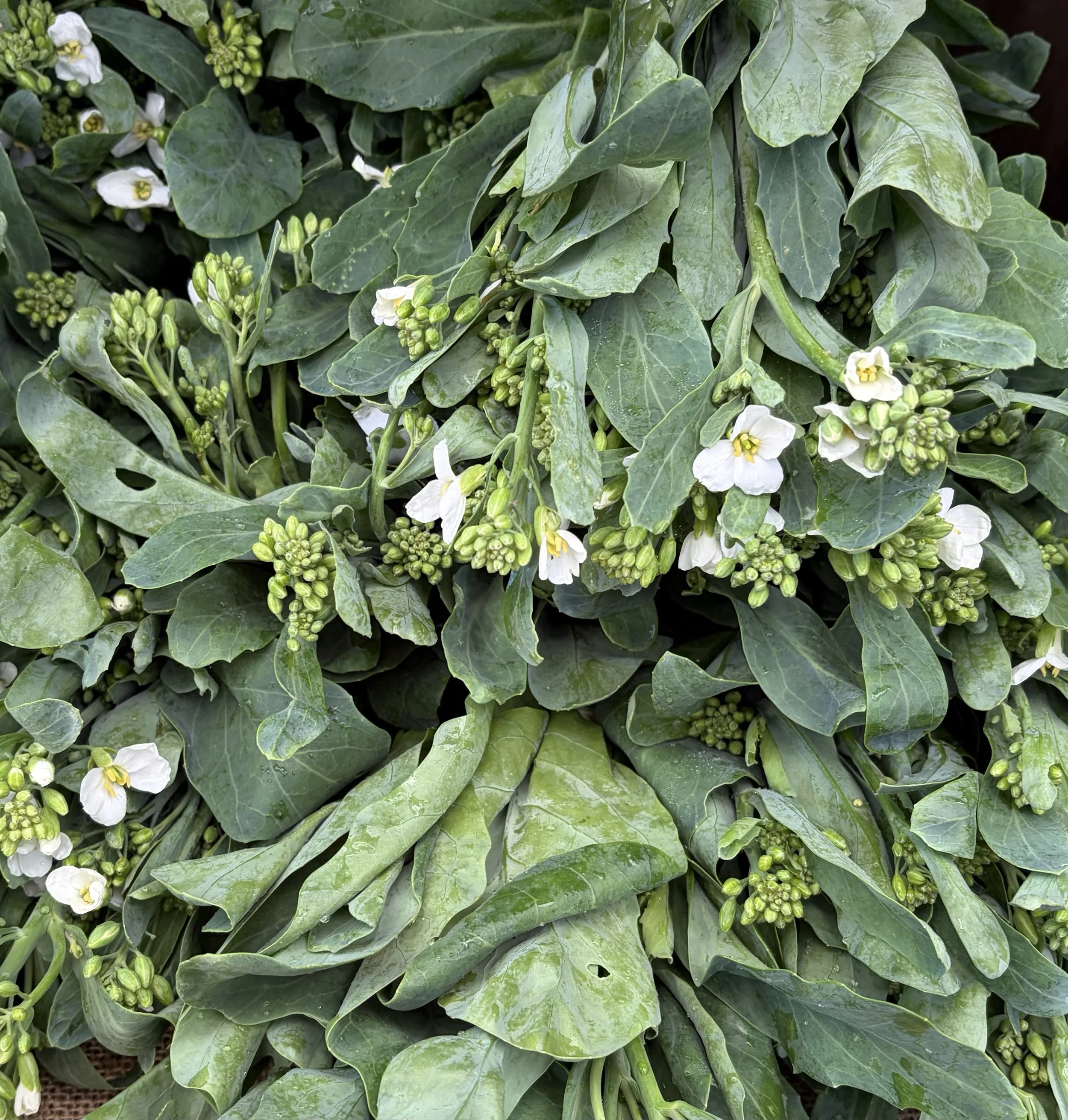 Broccoli rabb.jpeg
