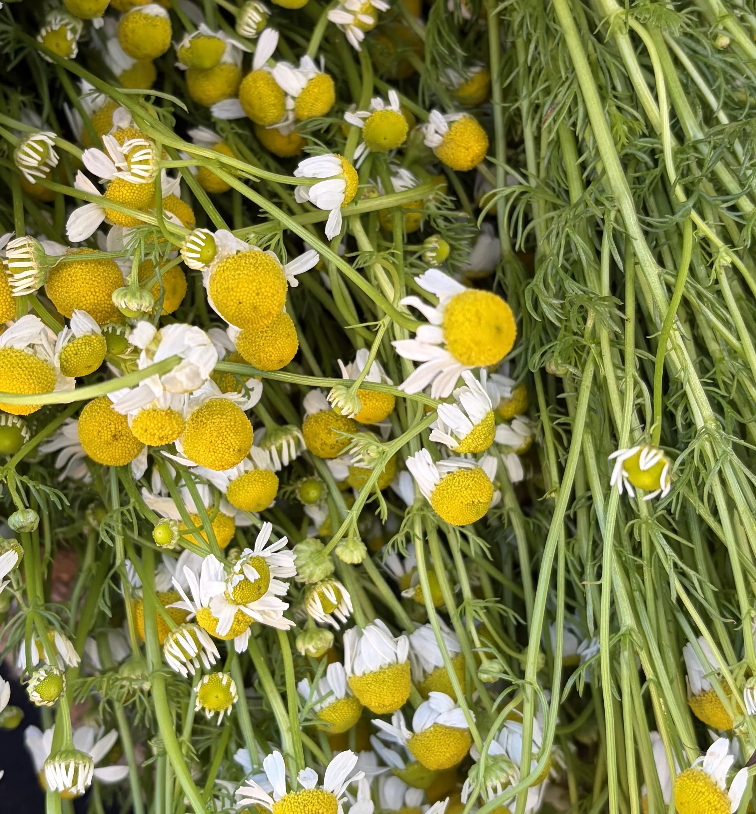 Chamomile.jpeg