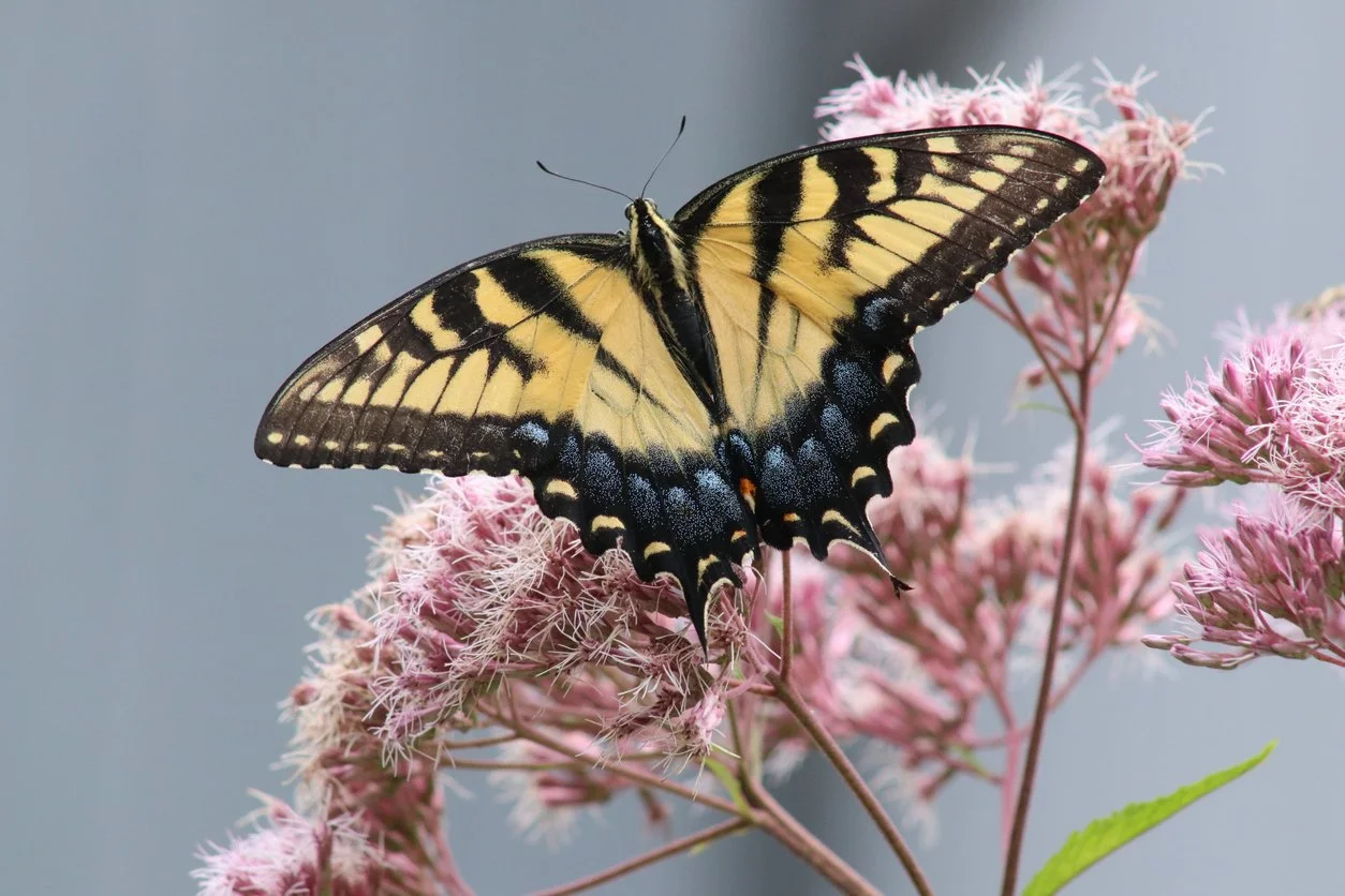 Wild Ohio - The Best of Our Natural Heritage