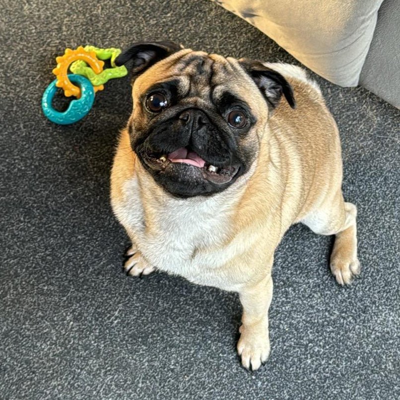 Testimonialdog1.jpg