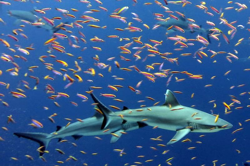 Earthjustice: Court Stops Trump Attack on Pacific Islands Heritage Marine National Monument