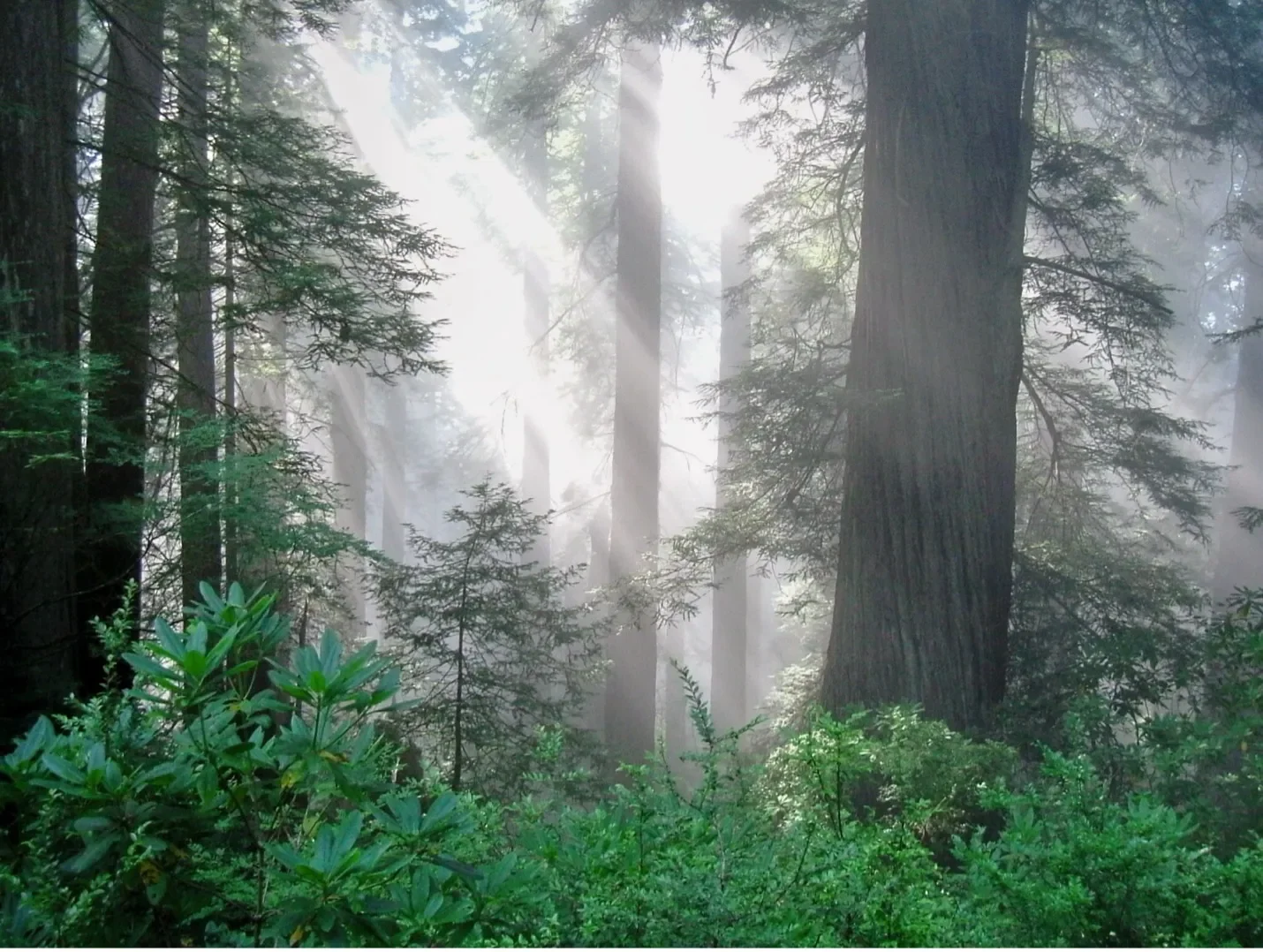 Pacific Forest Trust: California’s Game-Changing Climate Solution – Nature Based Climate Credits