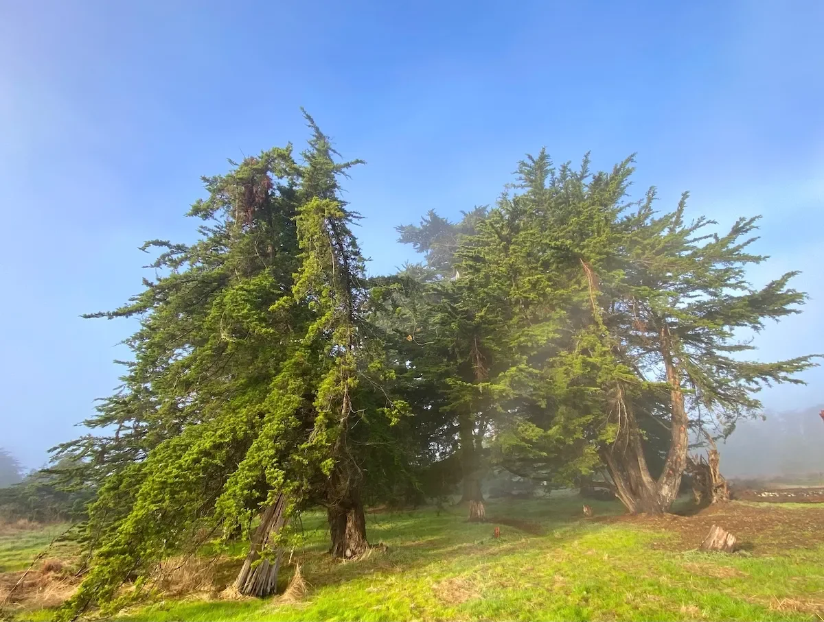 Cal State Parks: Lighthouse Field State Beach Habitat Restoration