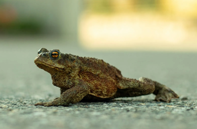 Happy Eco News: Vermont’s Amphibian Underpass Cuts Wildlife Road Deaths by 80 Percent