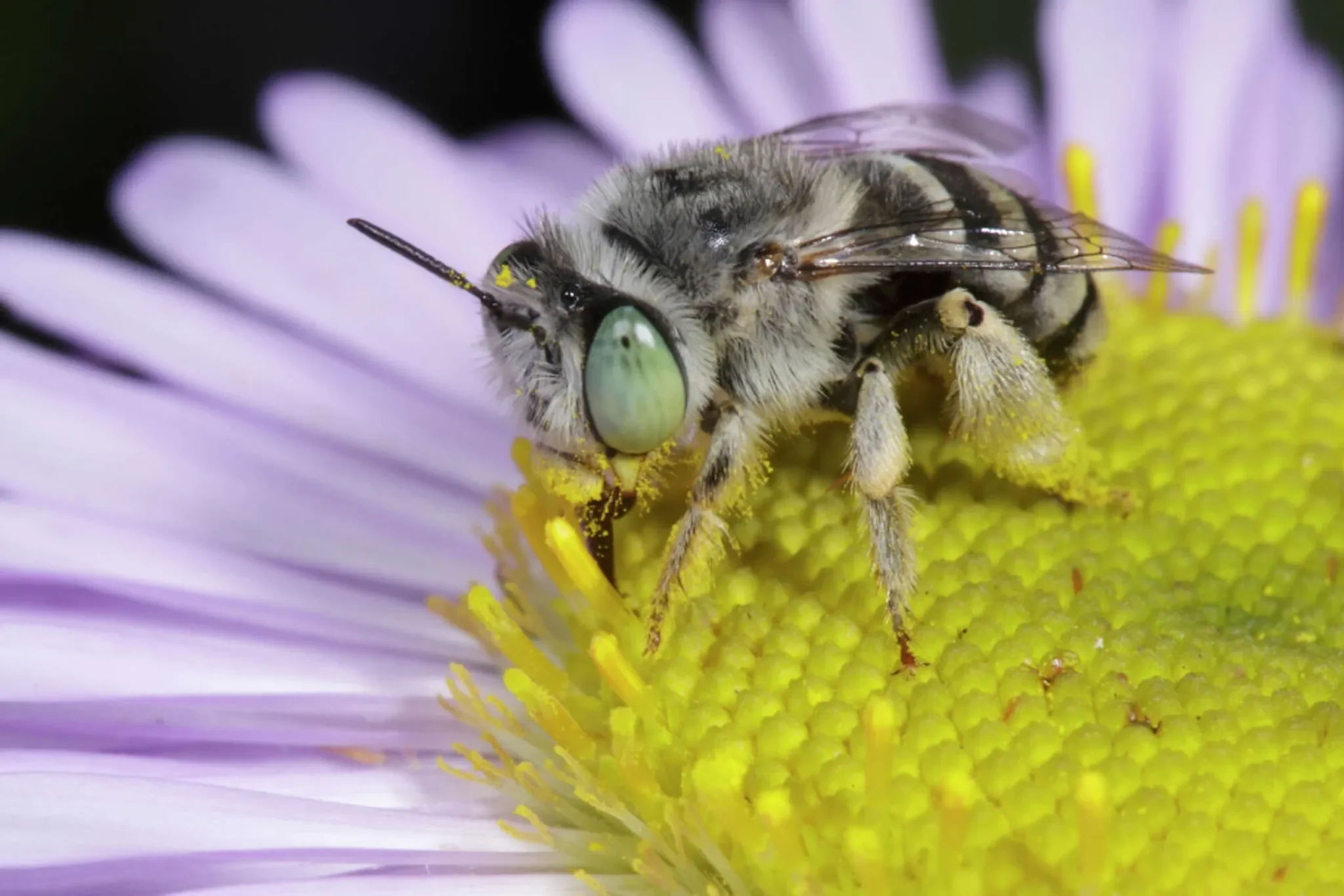 Environment California: Addressing The “Worst Bee Loss In History”