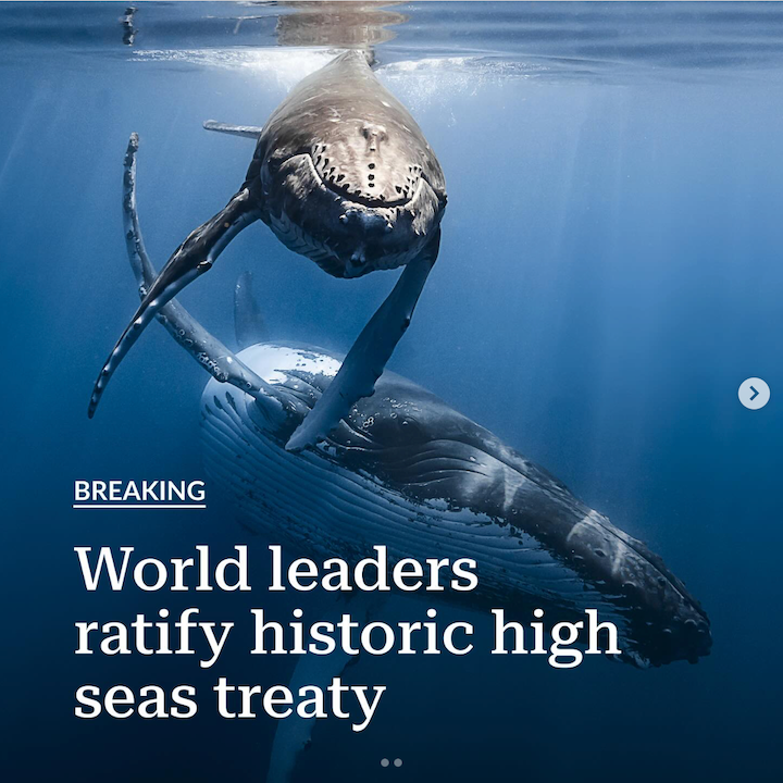 Oceana: Nations Ratify High Seas Treaty, Setting Stage for Greater Ocean Protection