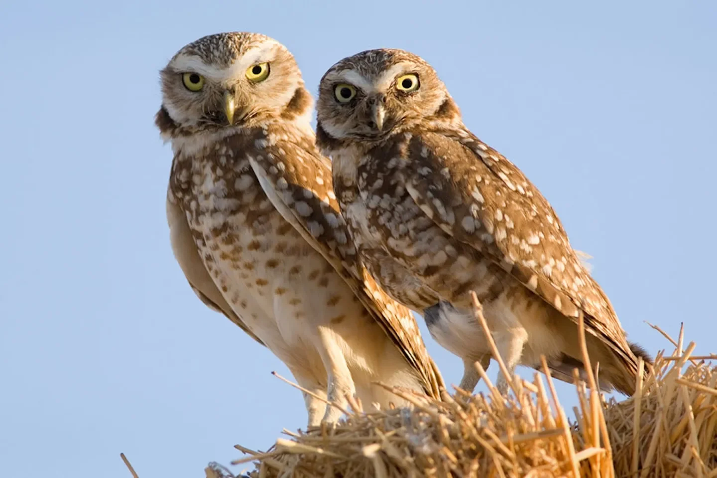 Environment California: Protect California Wildlife