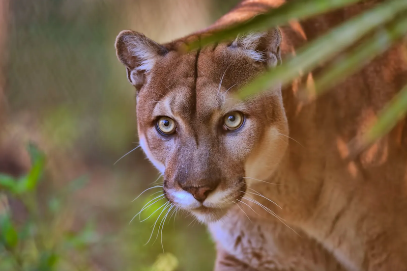 Endangered Species Coalition: Protect The Endangered Species Act