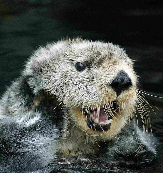 Oceana: Defend The Marine Mammal Protection Act