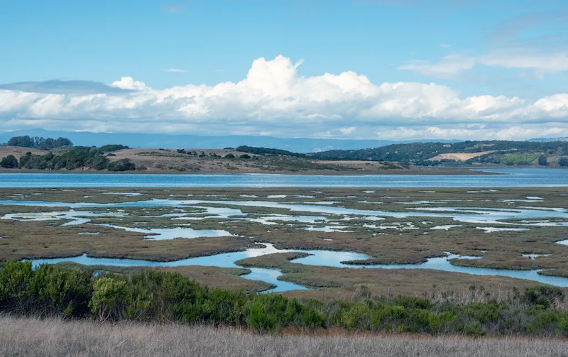 Elkhorn Slough Team: Speak Up to Preserve The Reserve!