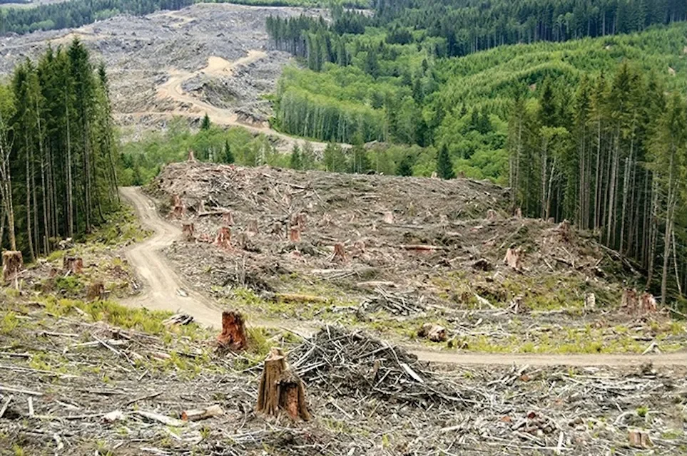 Earthjustice: Protect forests from massive expansion of logging that will make fires worse