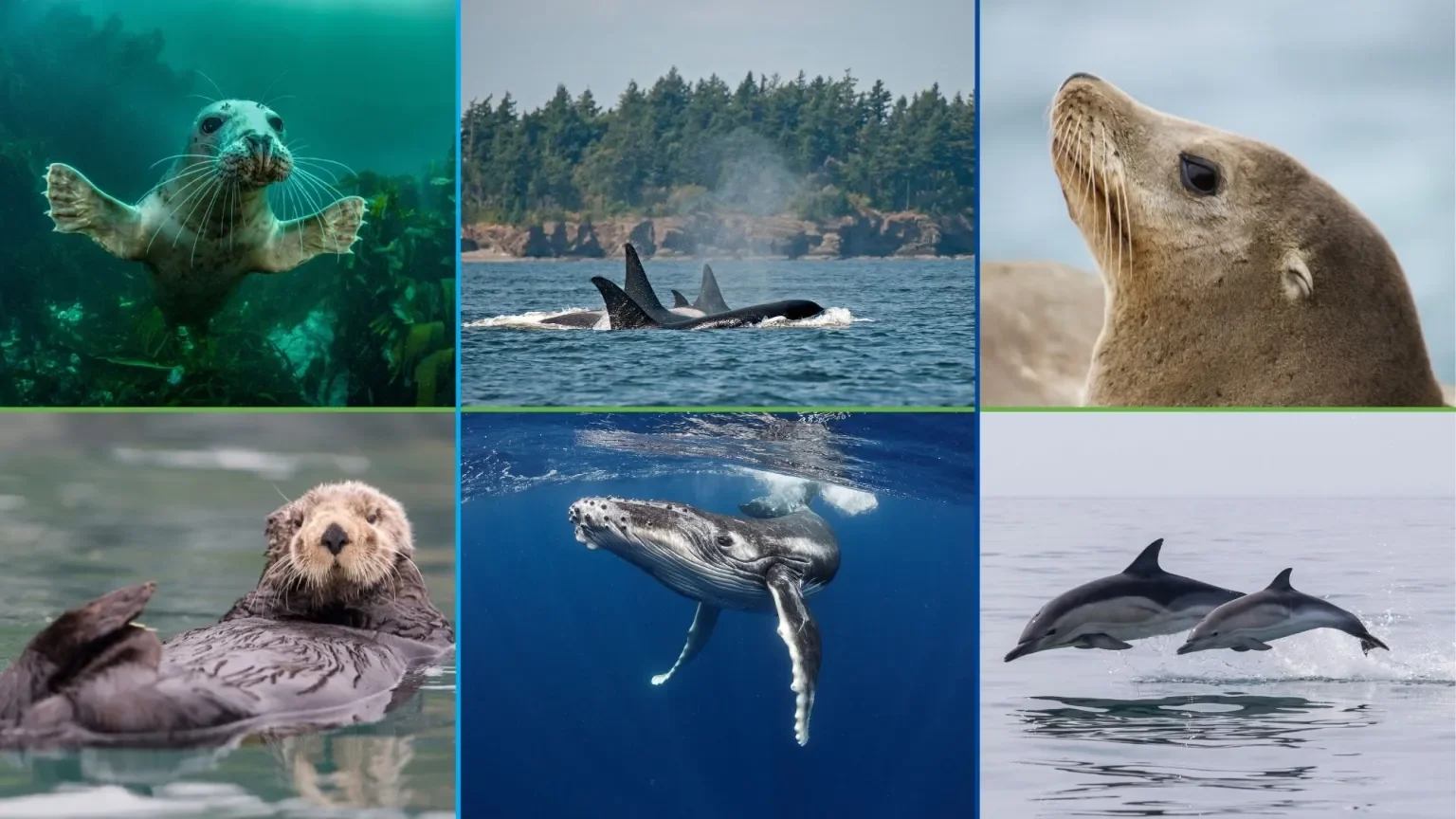 Turtle Island Restoration Network: Save The Marine Mammal Protection Act