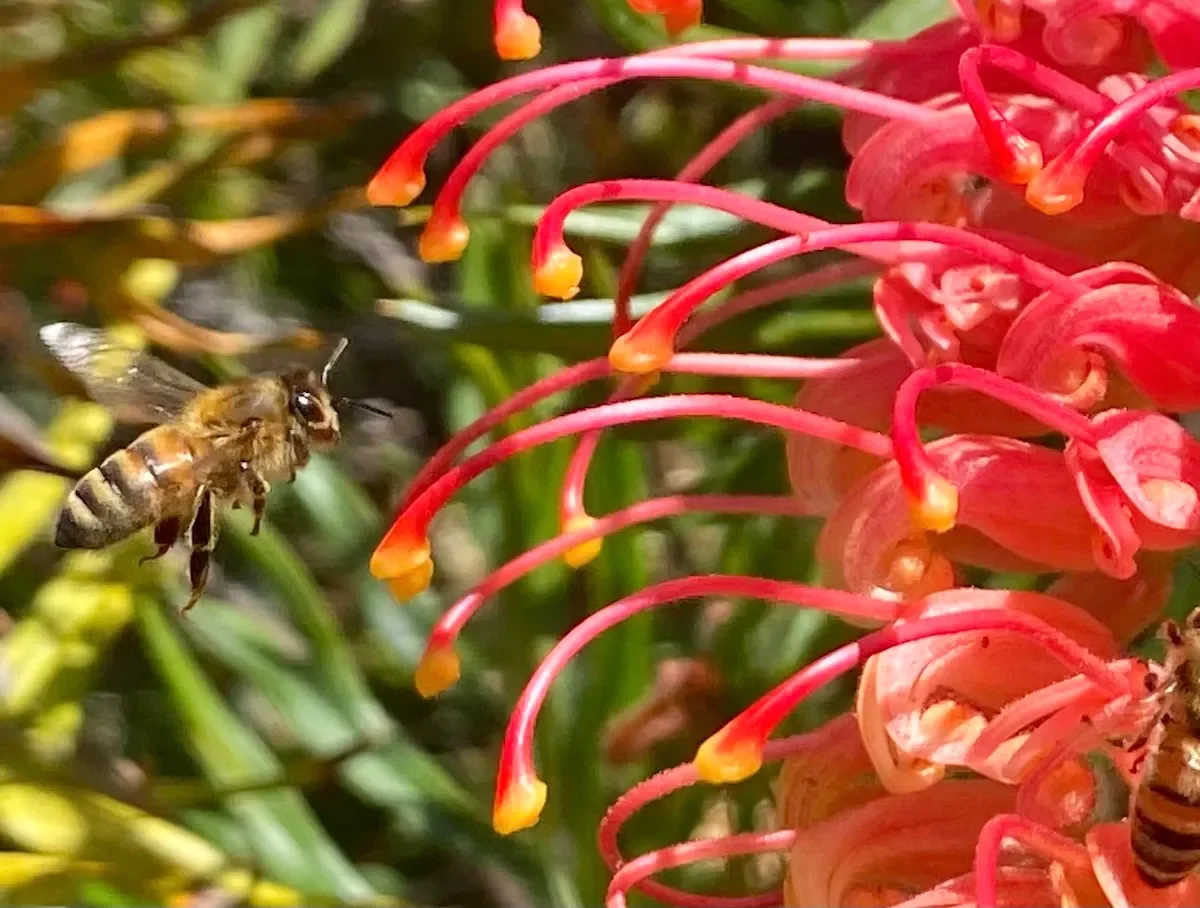 Environment California: Tell Target To Stop Selling Bee-killing Neonic Pesticides
