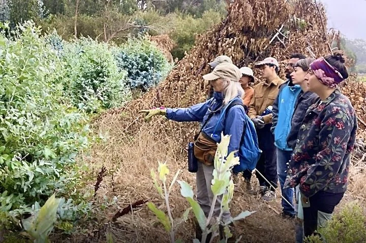 Amah Mutsun Land Trust: Next Weed ‘Em Out, Nov 8, 9 am - 2:30 pm