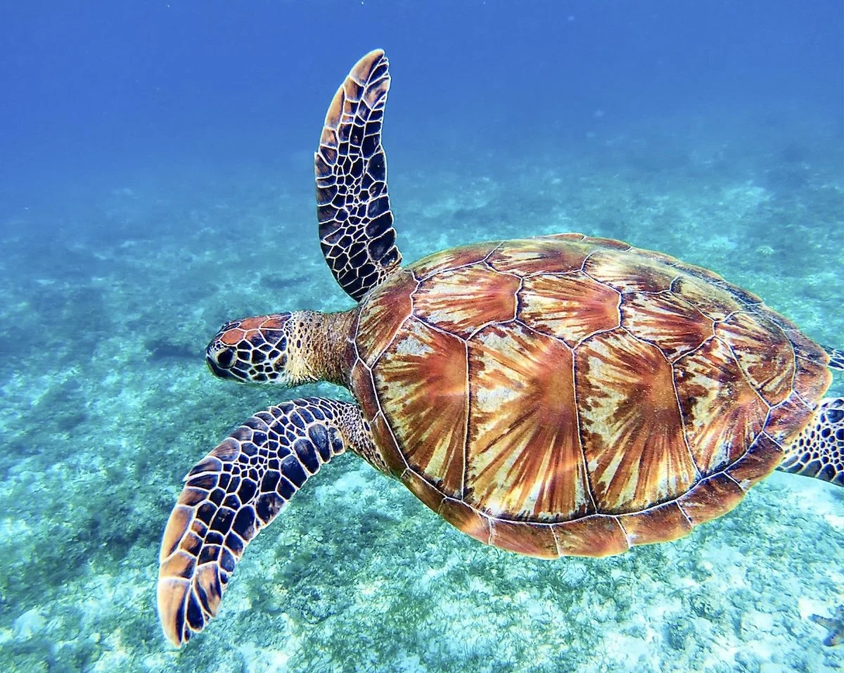Oceanographic: Green Sea Turtle Saved From Extinction In Major Conservation Victory
