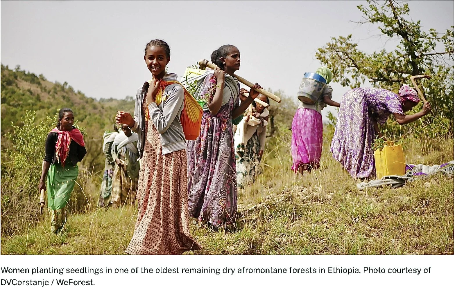 Mongabay: New directory helps donors navigate the complex world of global reforestation