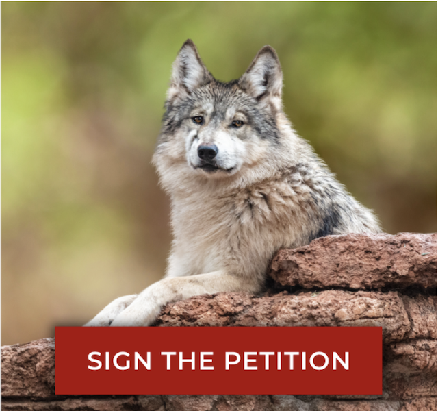 Friends Of The Earth: Protect Endangered Gray Wolves